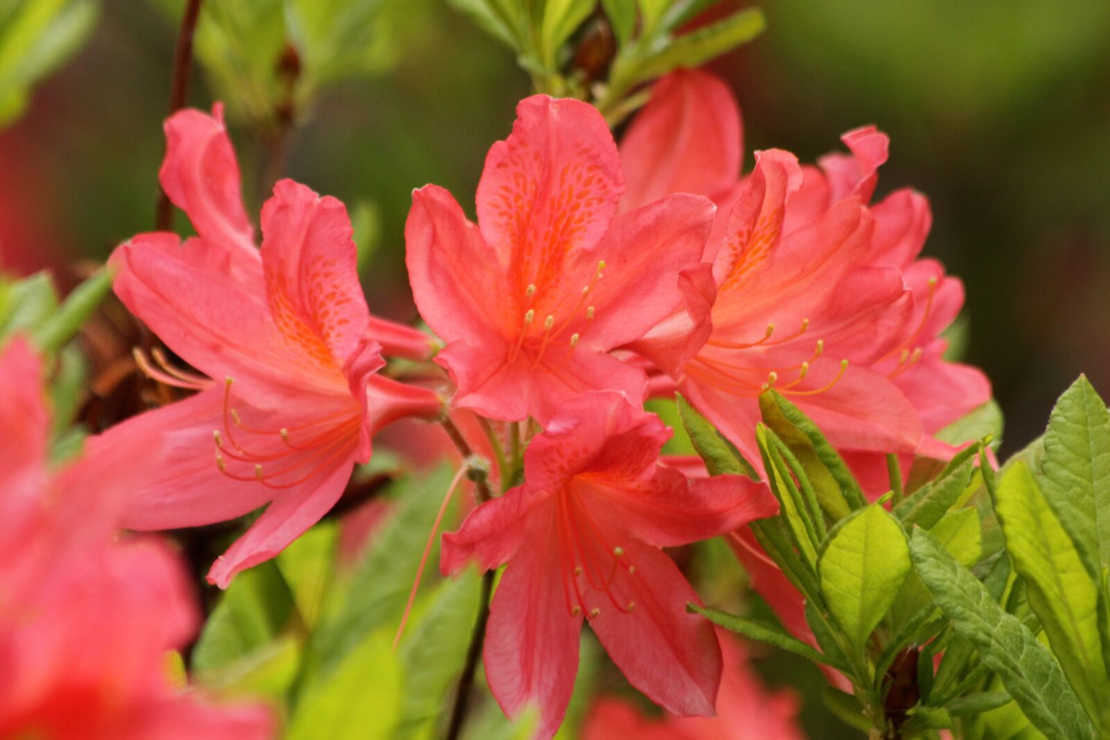Canon EOS 650D (EOS Rebel T4i / EOS Kiss X6i) sample photo. Rhododendron, plant, bloom photography