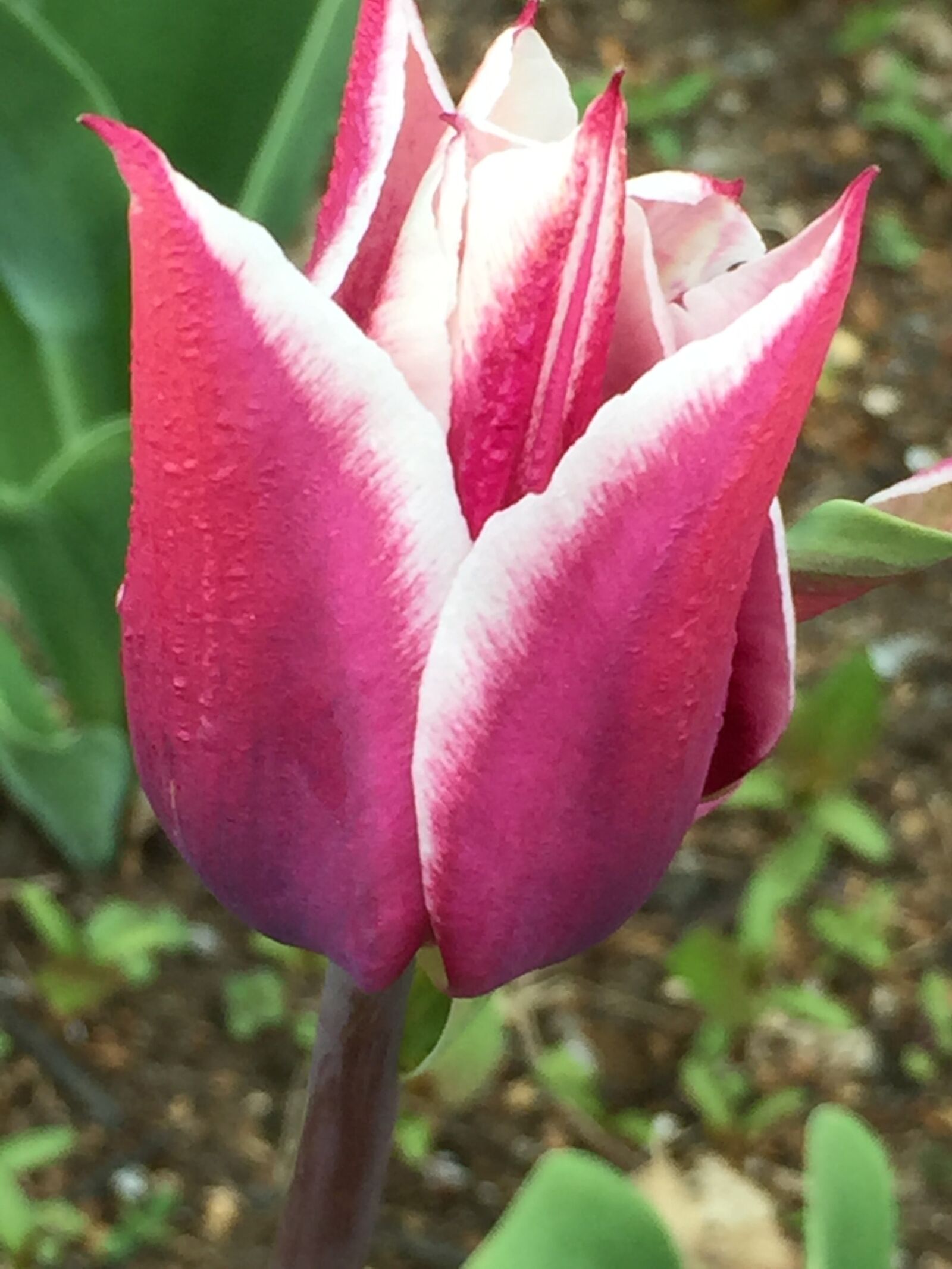 Apple iPhone 6 sample photo. Flower, tulip, pink photography
