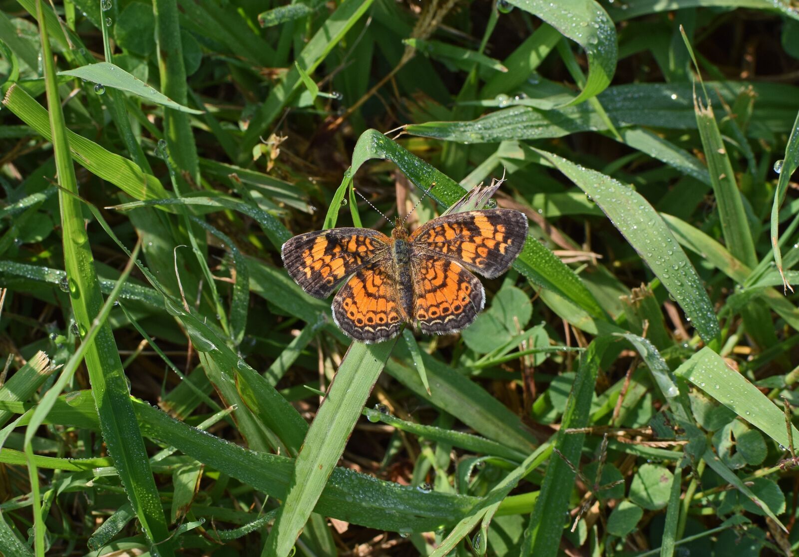 Nikon D3300 sample photo. Silvery checkerspot butterfly, butterfly photography