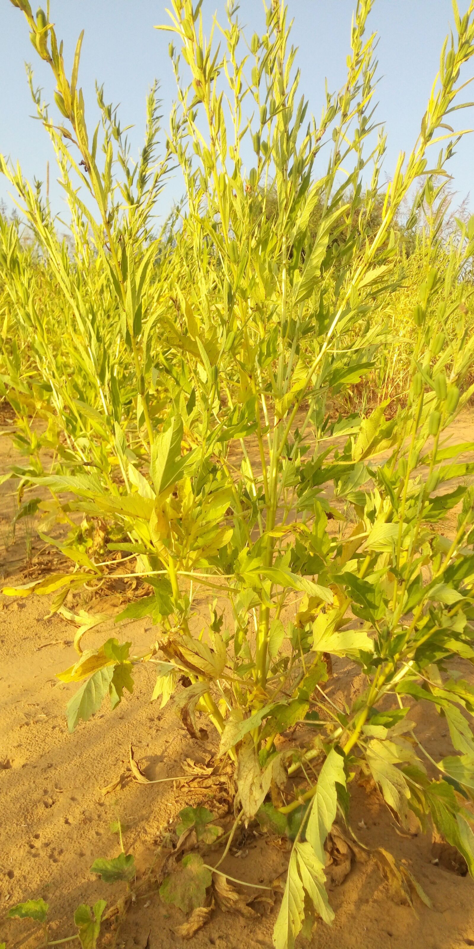 TECNO MOBILE LIMITED TECNO IN1 sample photo. Sesameplant, sesame, sesame oil photography