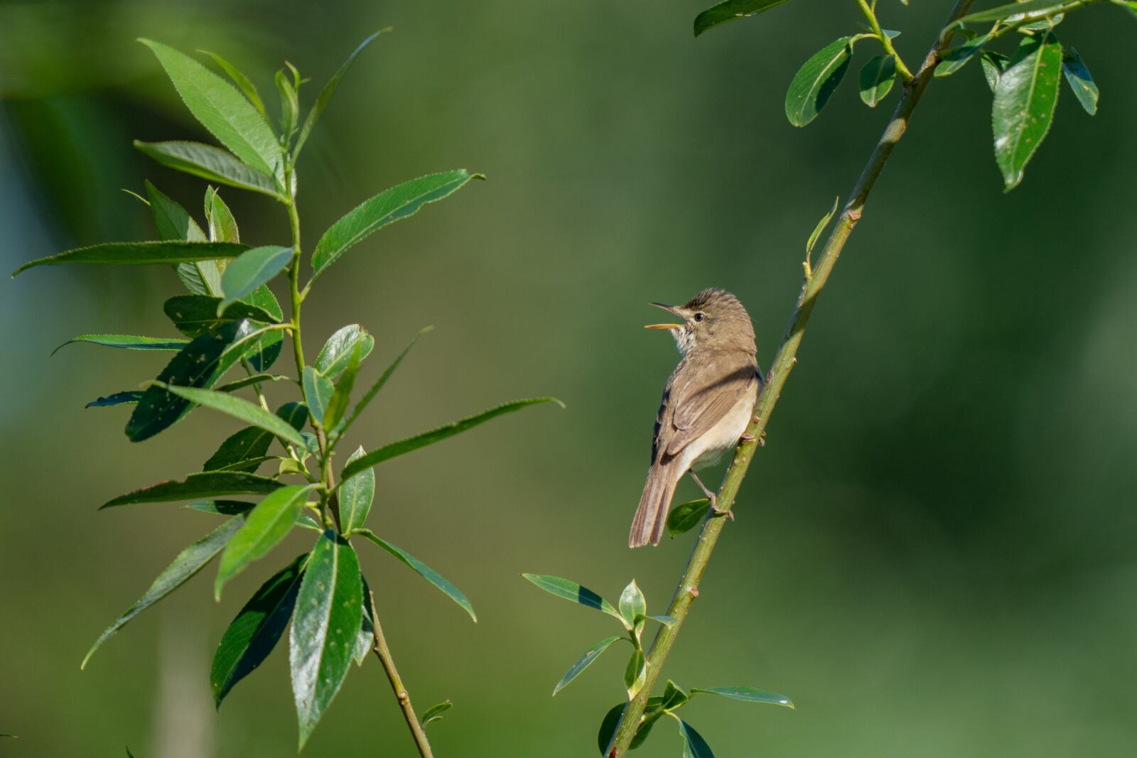 Sony a9 sample photo. Blyth's reed warbler, acrocephalus photography