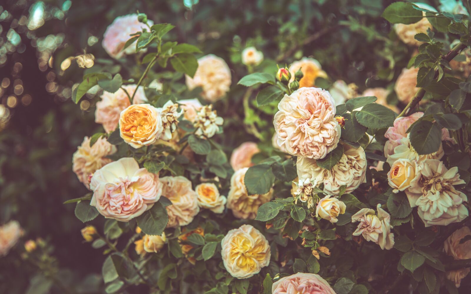 Nikon D850 sample photo. Rose, flower, shrub photography