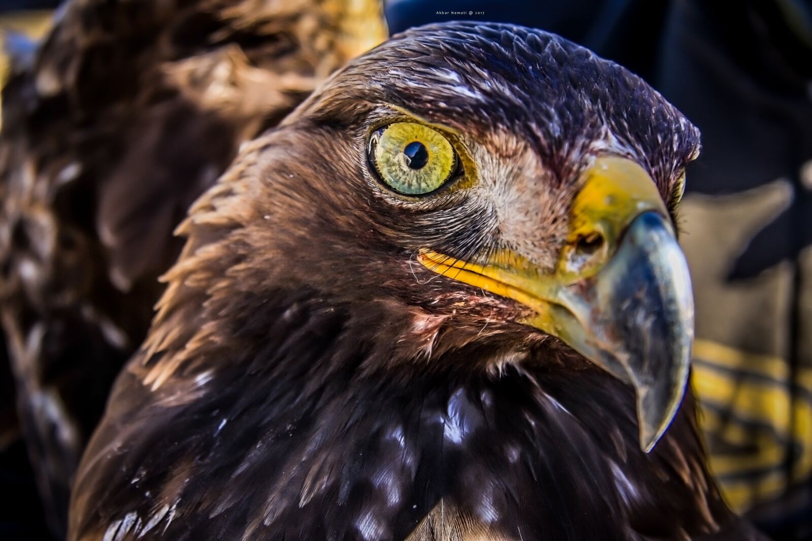 Canon EOS 40D sample photo. Eagle, nature, bird photography