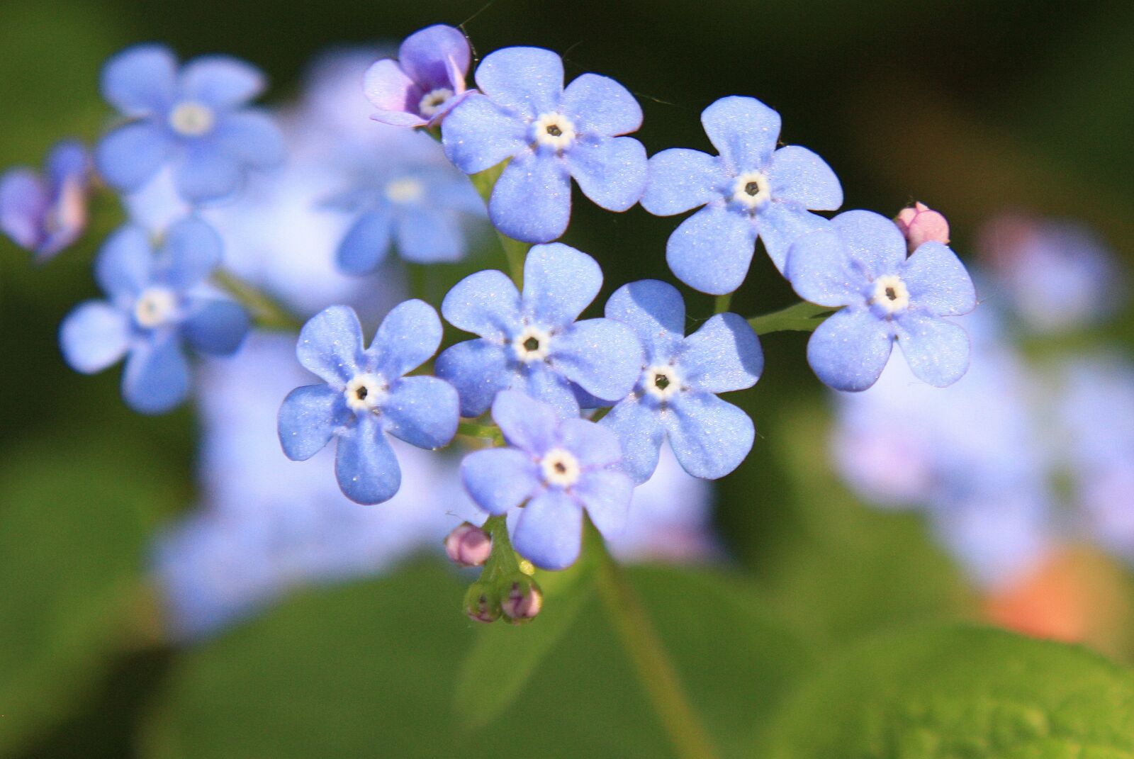 Canon EOS 450D (EOS Rebel XSi / EOS Kiss X2) sample photo. Forget me not, blossom photography