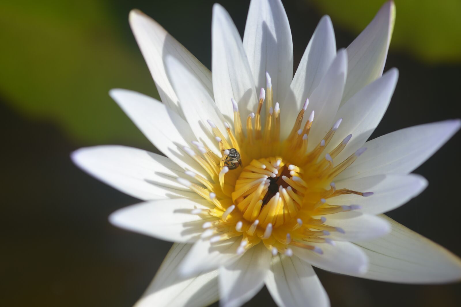 Nikon D600 sample photo. Lotus, bee, insects photography