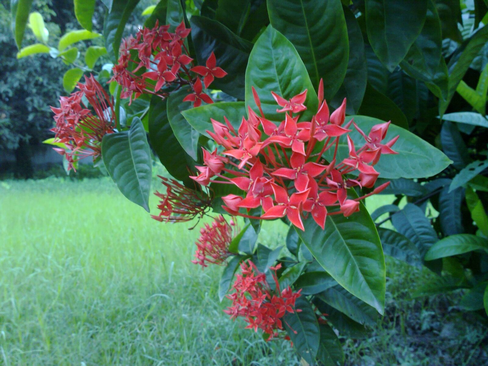 Nokia N86 8MP sample photo. West indian jasmine, flower photography