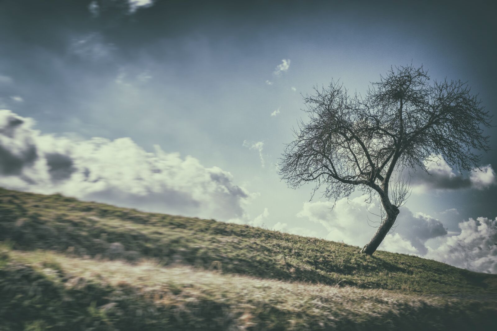 Fujifilm X-T2 + Fujifilm XF 35mm F2 R WR sample photo. Tree, meadow, sky photography