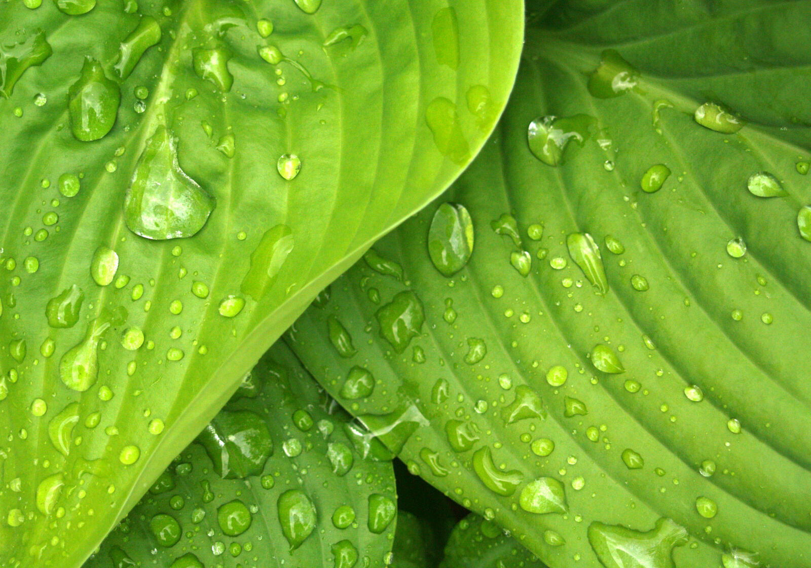 Olympus E-500 (EVOLT E-500) sample photo. Leaves, rain, green, hosta photography