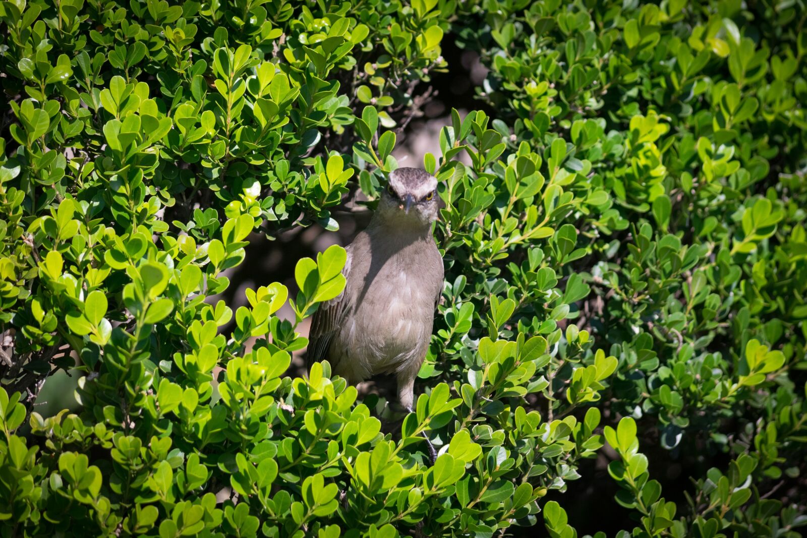 Nikon D5300 sample photo. Bird, green, cache photography