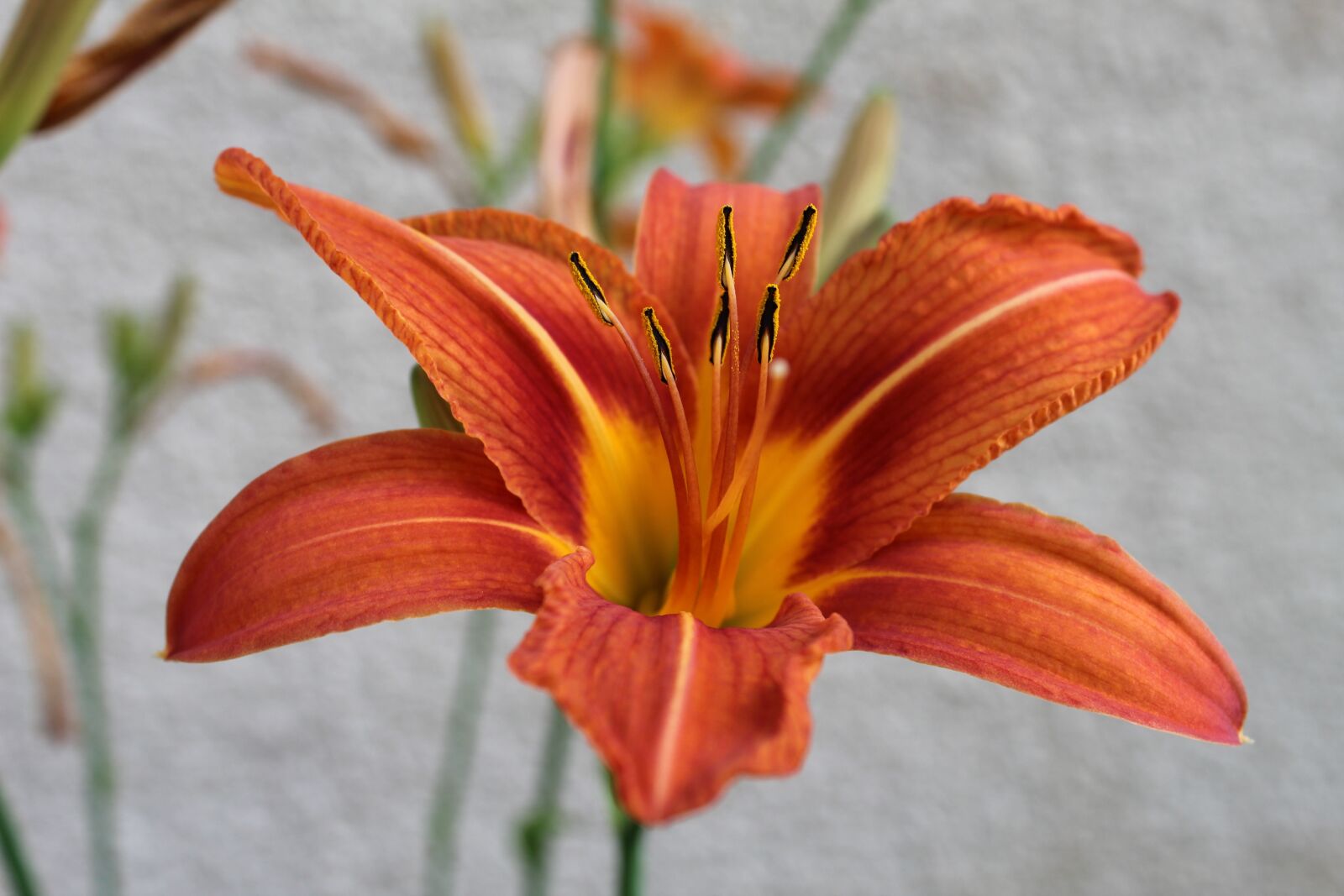 Canon EOS 4000D (EOS Rebel T100 / EOS 3000D) sample photo. Lily, orange, flower photography