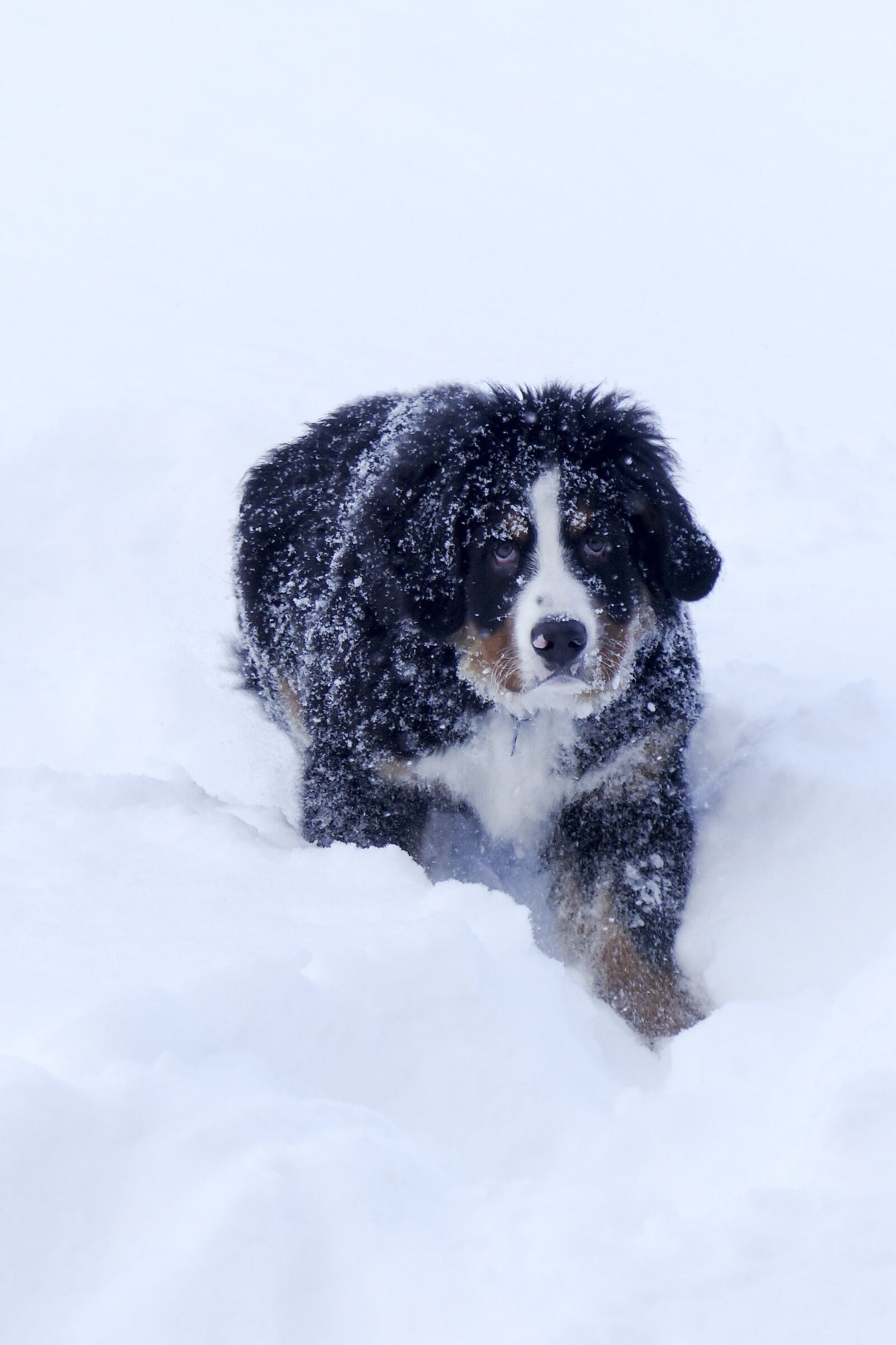Panasonic Lumix DMC-FZ200 sample photo. Bernese mountain dog, puppy photography