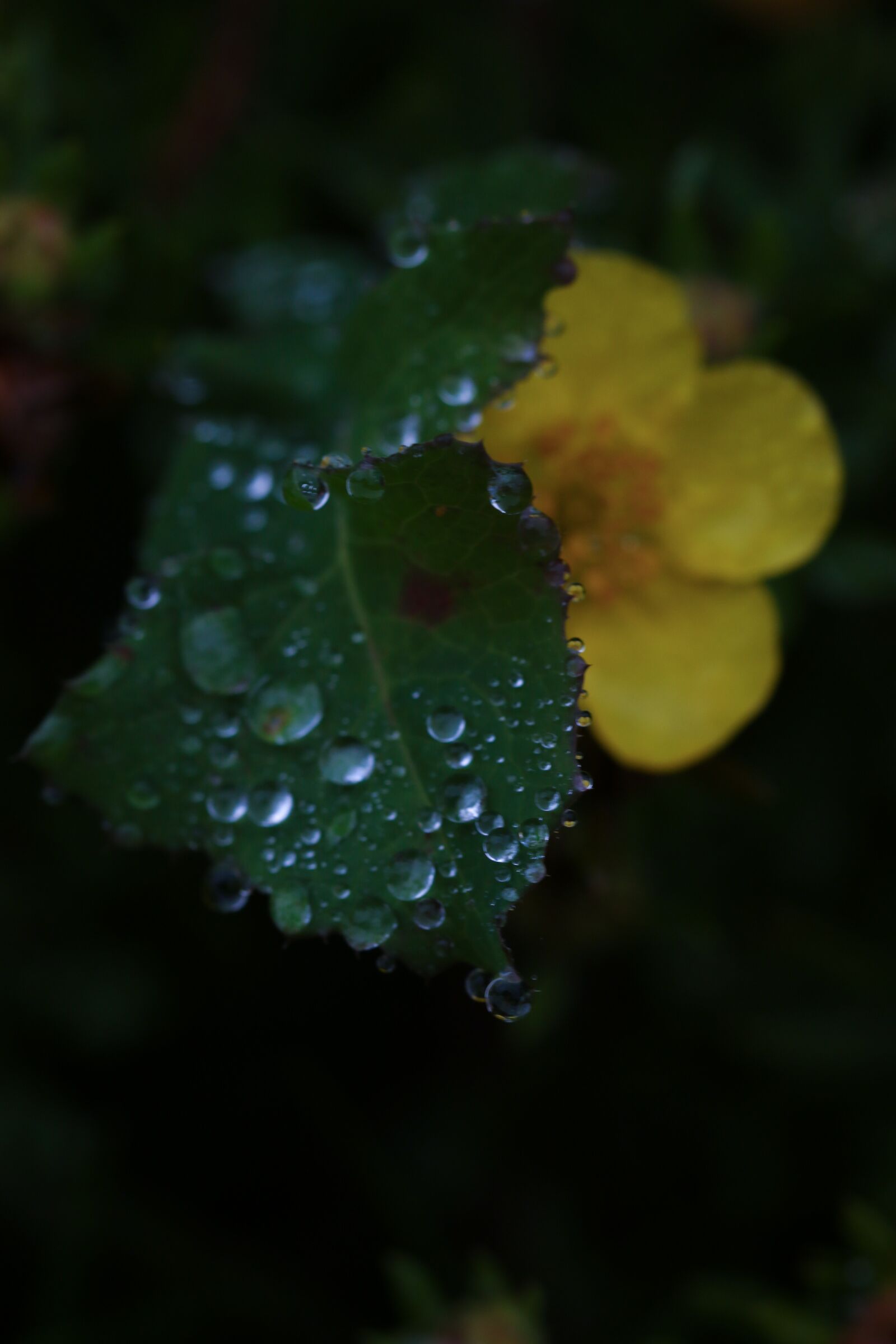 Canon EOS 7D Mark II sample photo. Flower, leaf, water drop photography