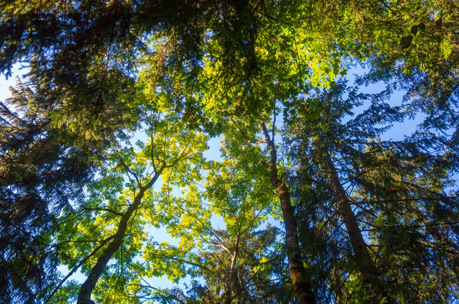 Leica X2 sample photo. Trees, outlook, sky photography