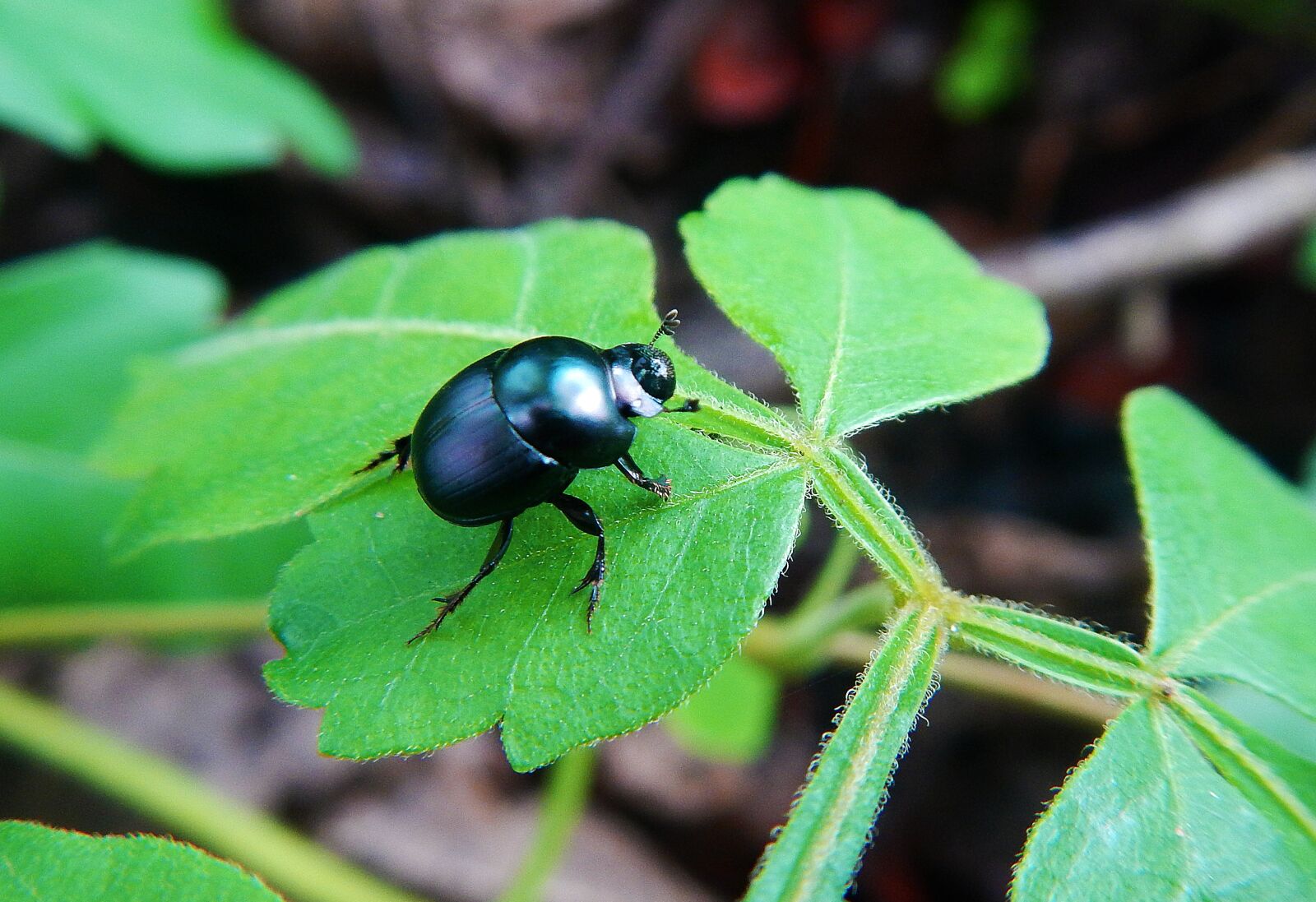 Nikon Coolpix AW110 sample photo. Coquito, beetle, ladybug photography