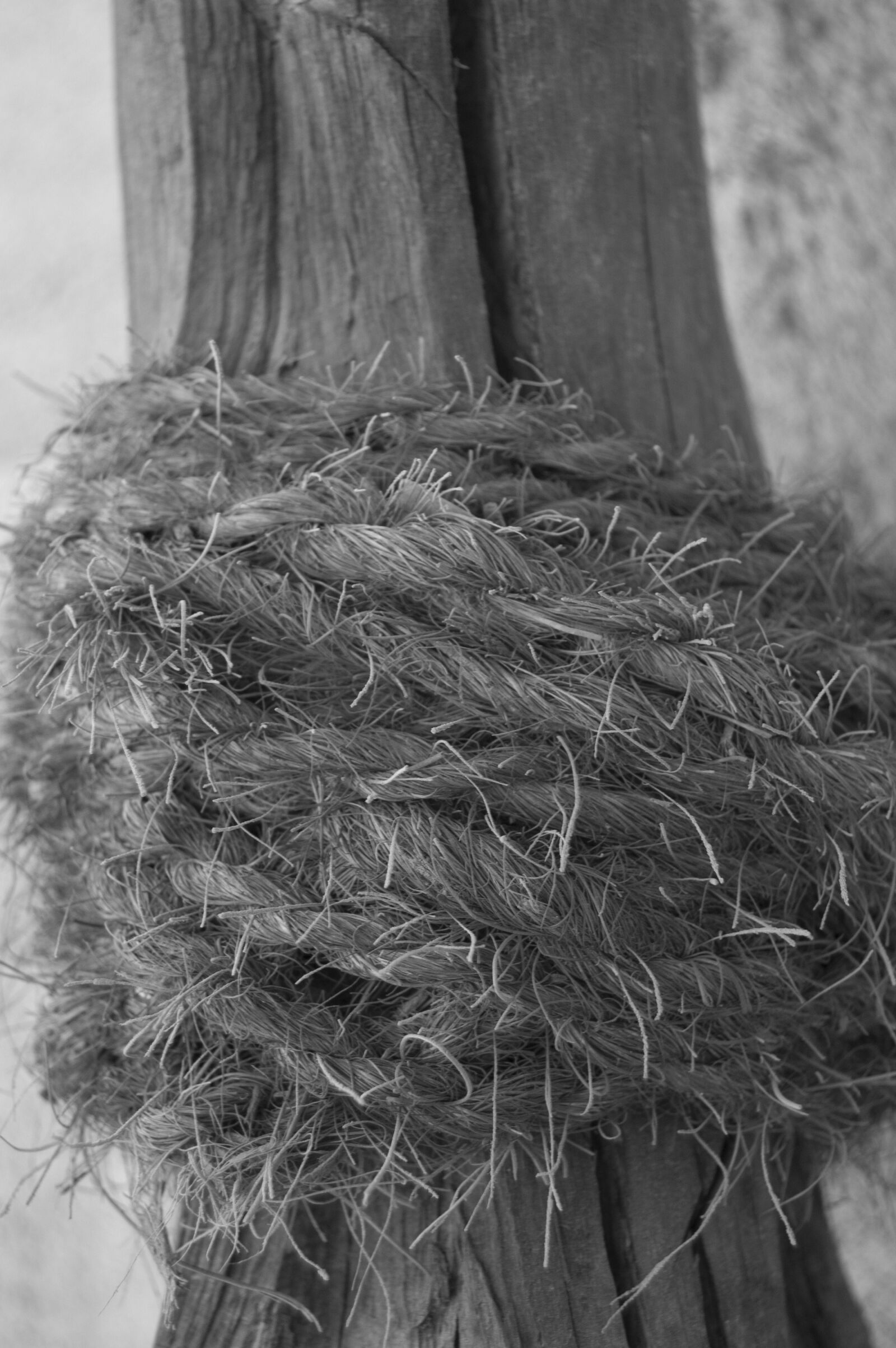 Nikon D50 sample photo. Trunk, tree, wood photography