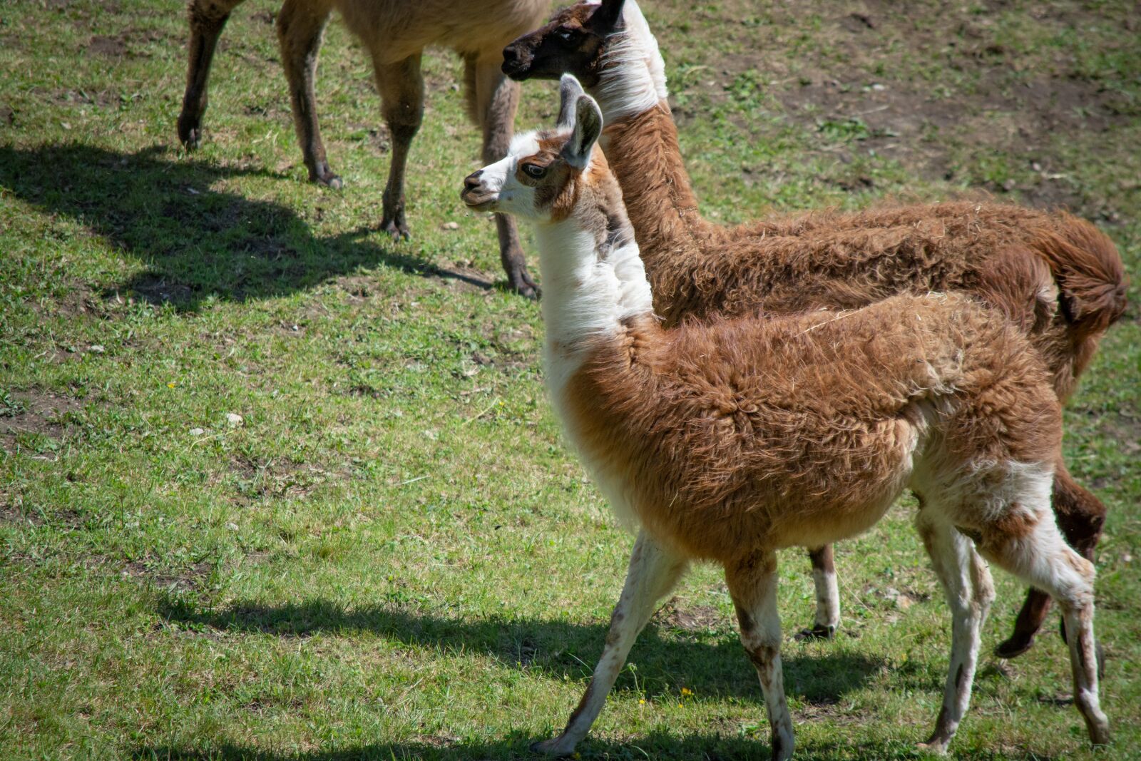 Nikon D7100 sample photo. Lamas, animals, meadow photography
