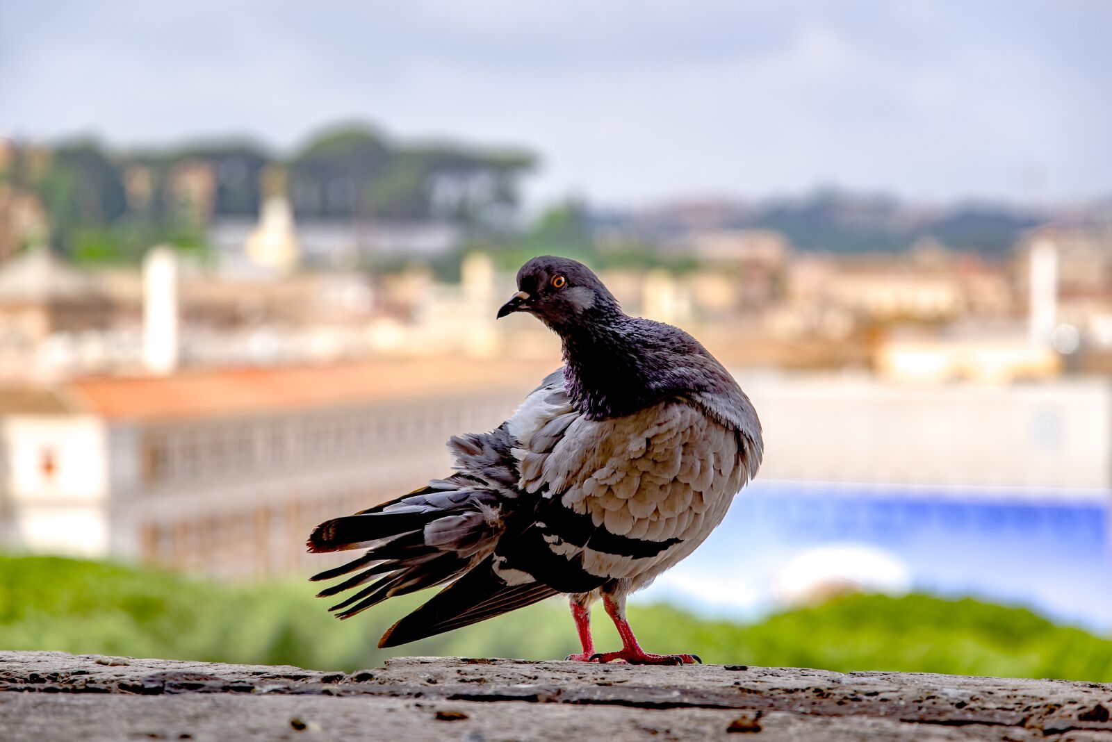 Pentax K-1 Mark II sample photo. Pigeon, dove, bird photography