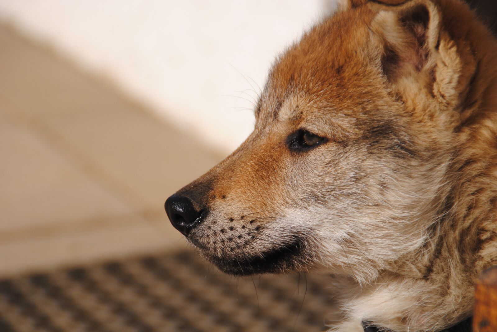 Nikon D3000 sample photo. Dog, a wall, puppy photography