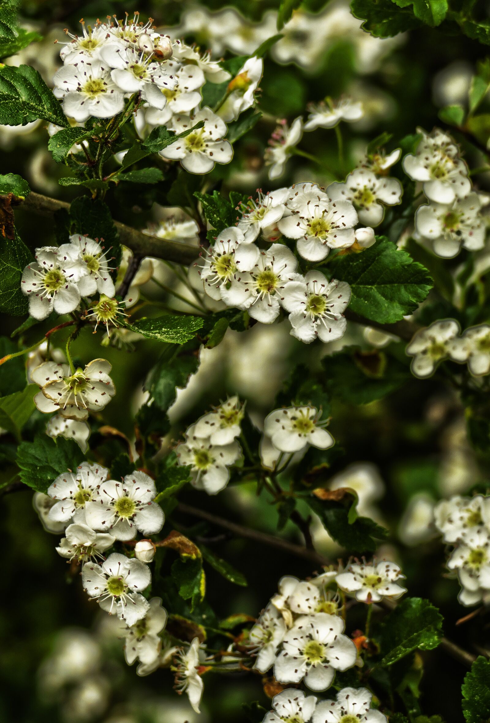Panasonic Lumix DMC-FZ1000 sample photo. Blossom, bloom, schlehe photography