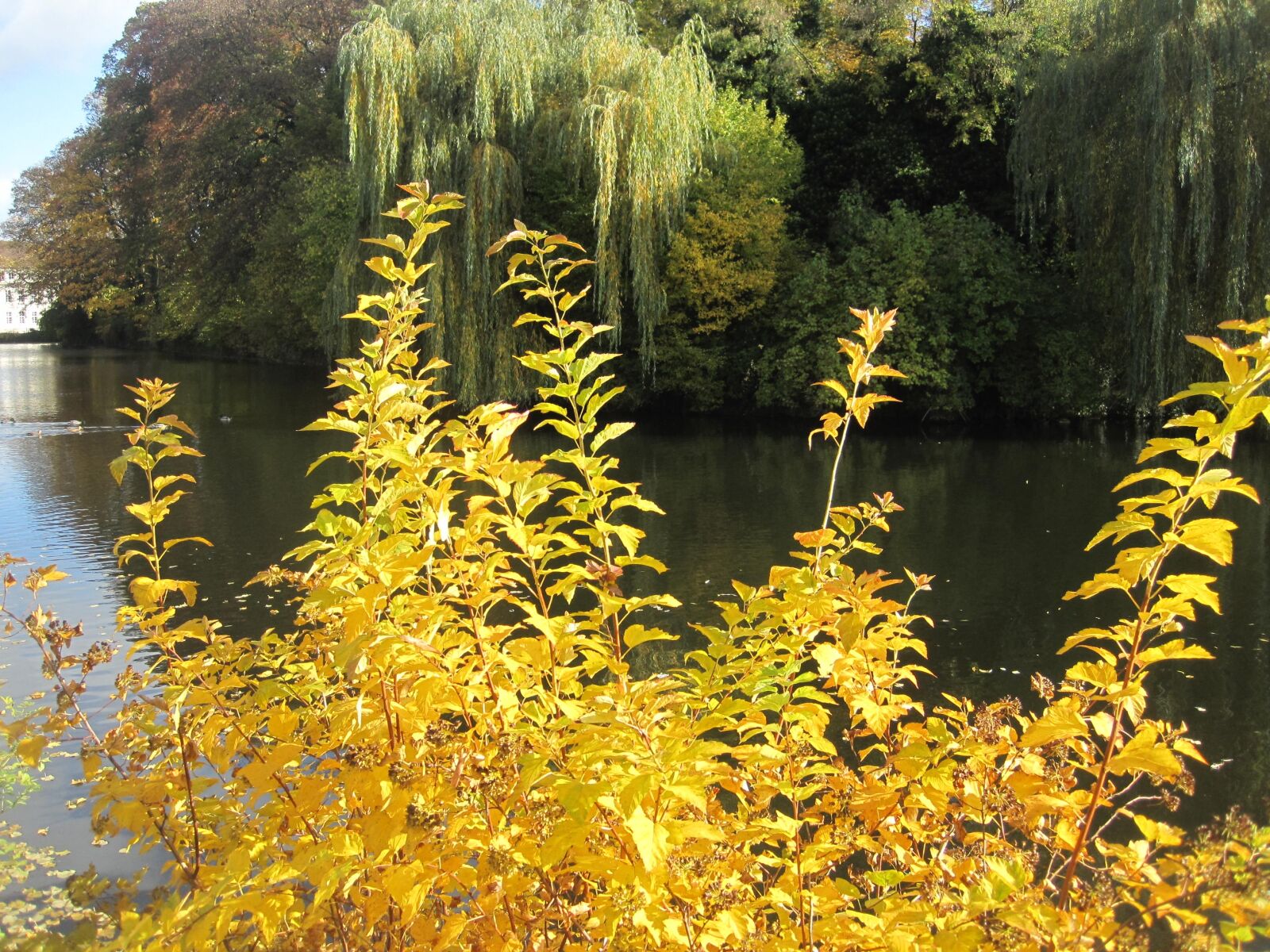 Canon PowerShot SD1200 IS (Digital IXUS 95 IS / IXY Digital 110 IS) sample photo. Autumn mood, autumn idyll photography