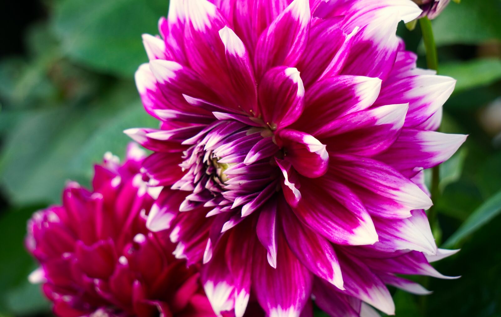 Sony E 55-210mm F4.5-6.3 OSS sample photo. Dahlias, blossom, bloom photography