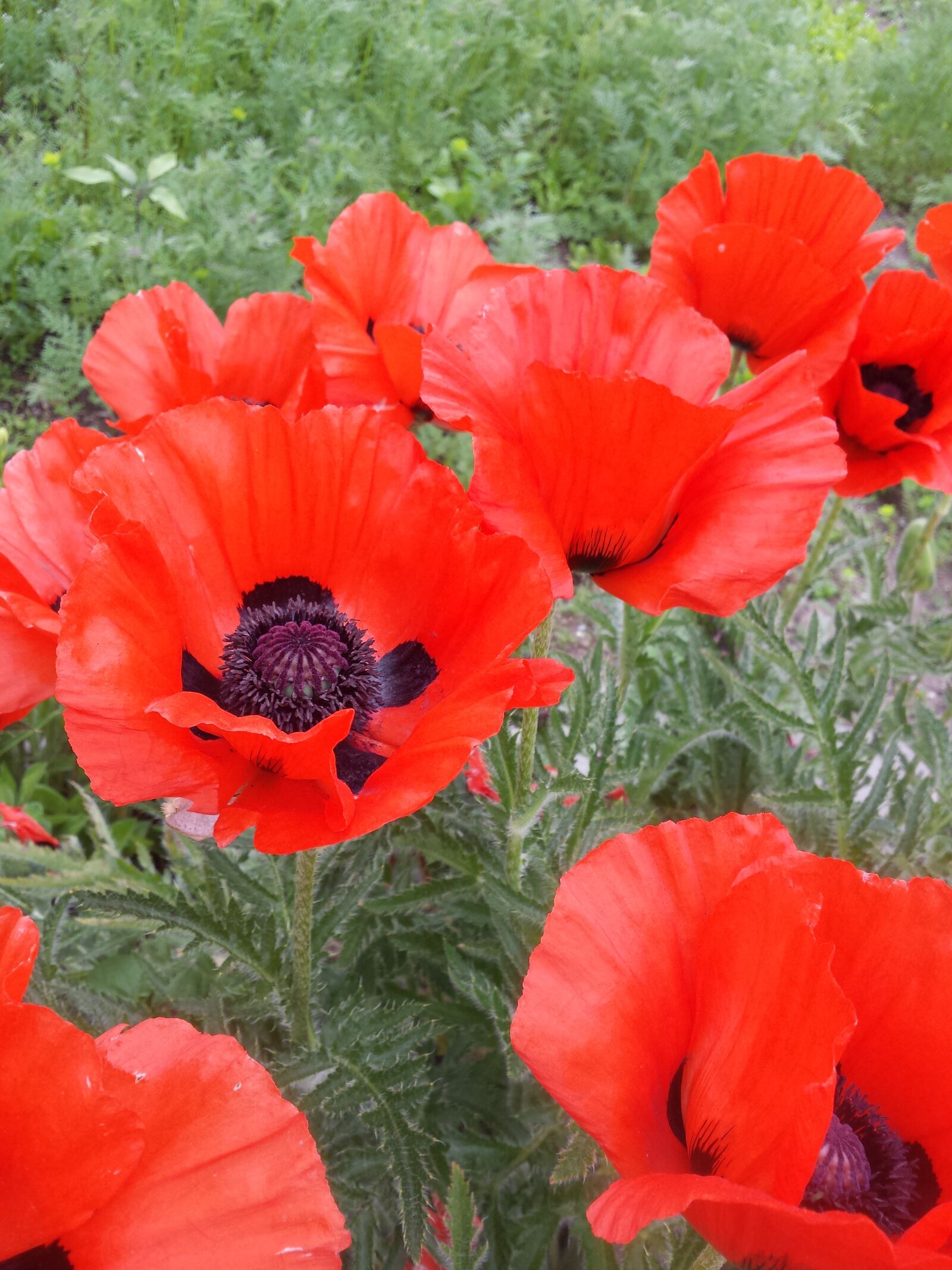 Samsung Galaxy S4 sample photo. Poppy, flower, red photography