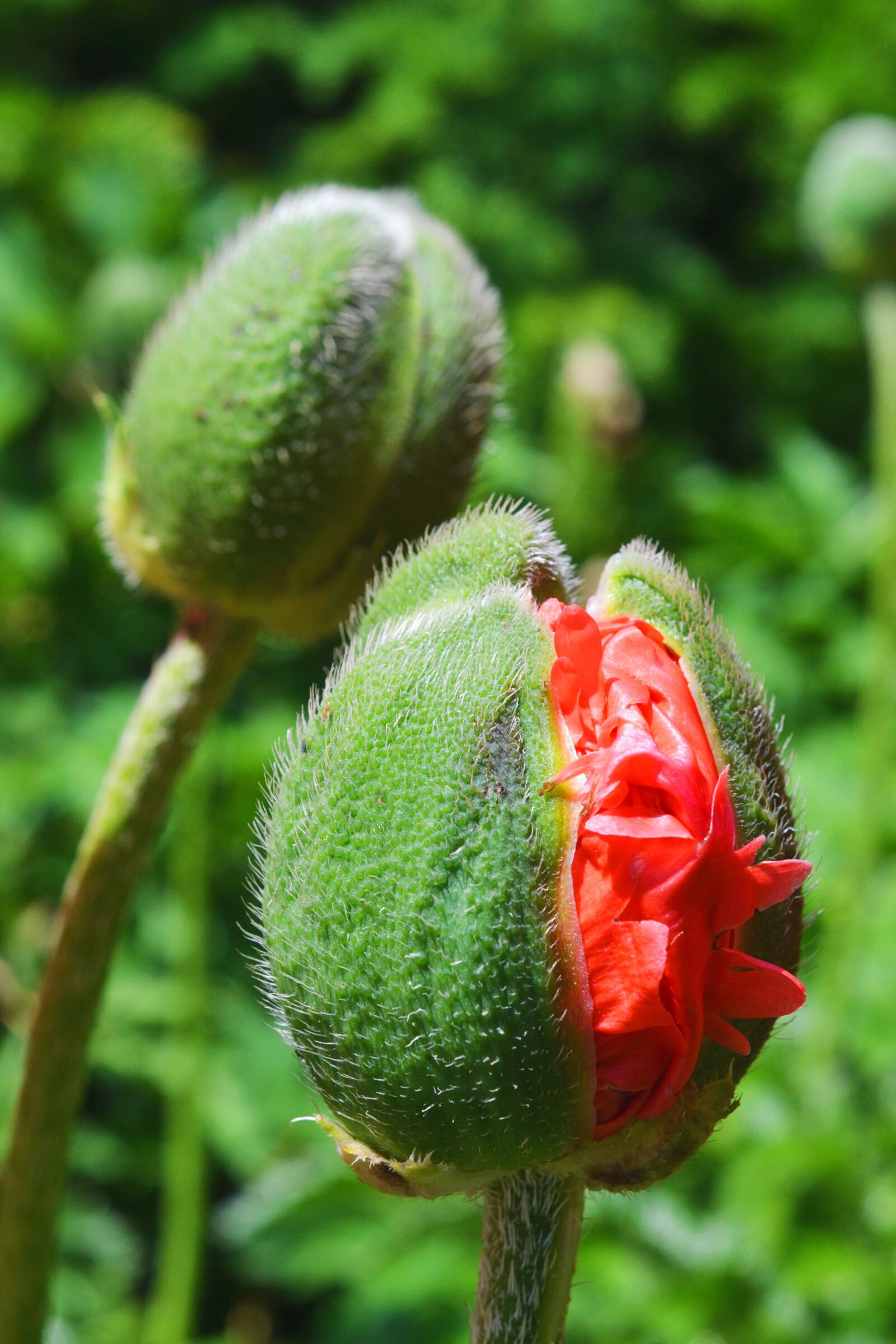 Nikon D3100 sample photo. Poppy, bud, breaking up photography