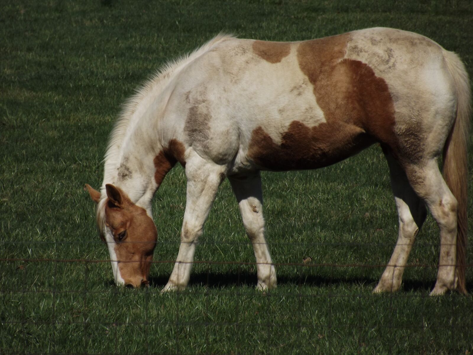 FujiFilm FinePix S3200 (FinePix S3250) sample photo. Horse, mare, palomino photography