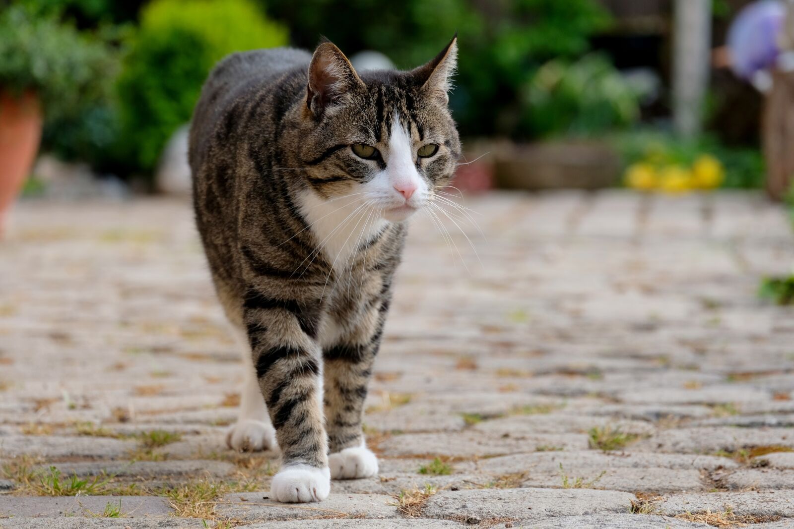 Fujifilm X-T20 sample photo. Cat, run, domestic cat photography