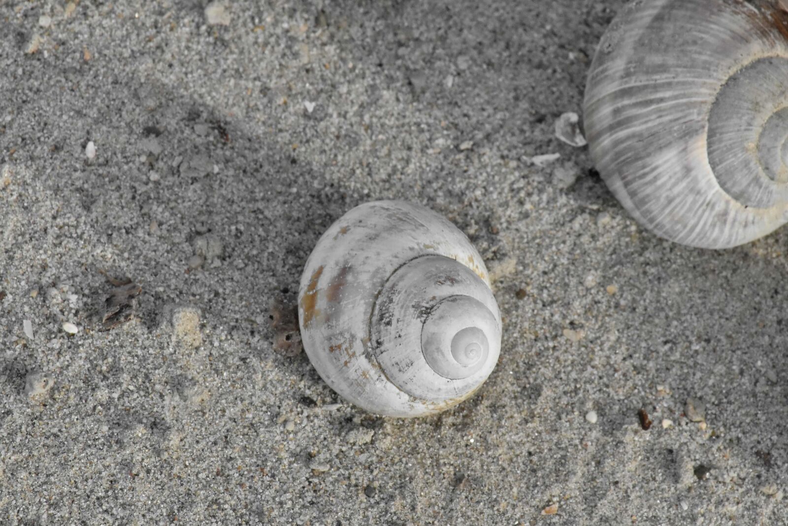 Nikon D5500 sample photo. Beach, sand, gastropod, mollusk photography