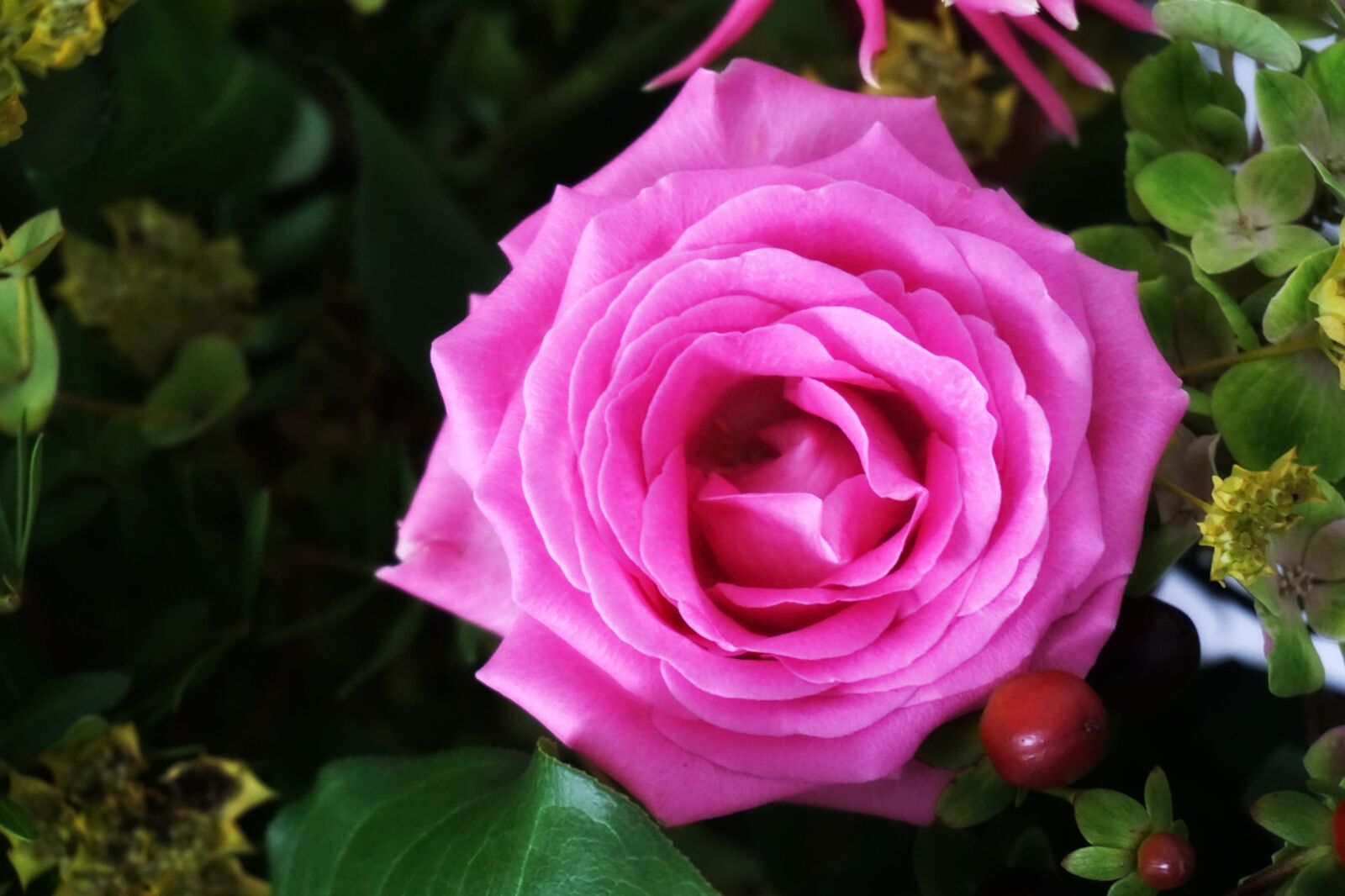Sony a6000 sample photo. Flower, rosa, pink photography