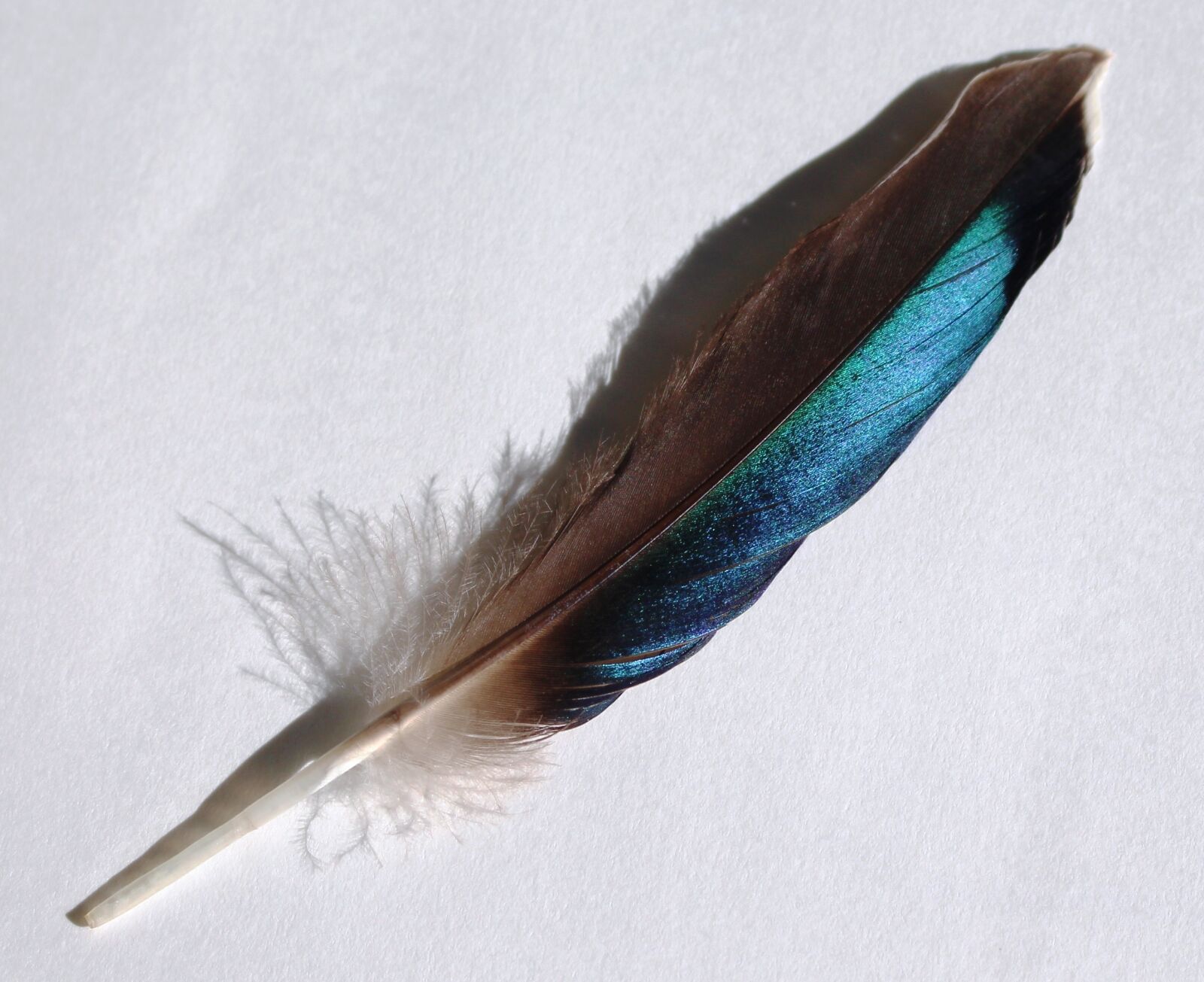 Canon EOS 700D (EOS Rebel T5i / EOS Kiss X7i) sample photo. Feather, turquoise, blue photography