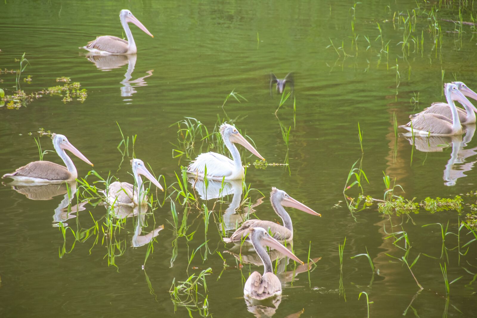 Canon EOS 600D (Rebel EOS T3i / EOS Kiss X5) sample photo. Bird, water, nature photography