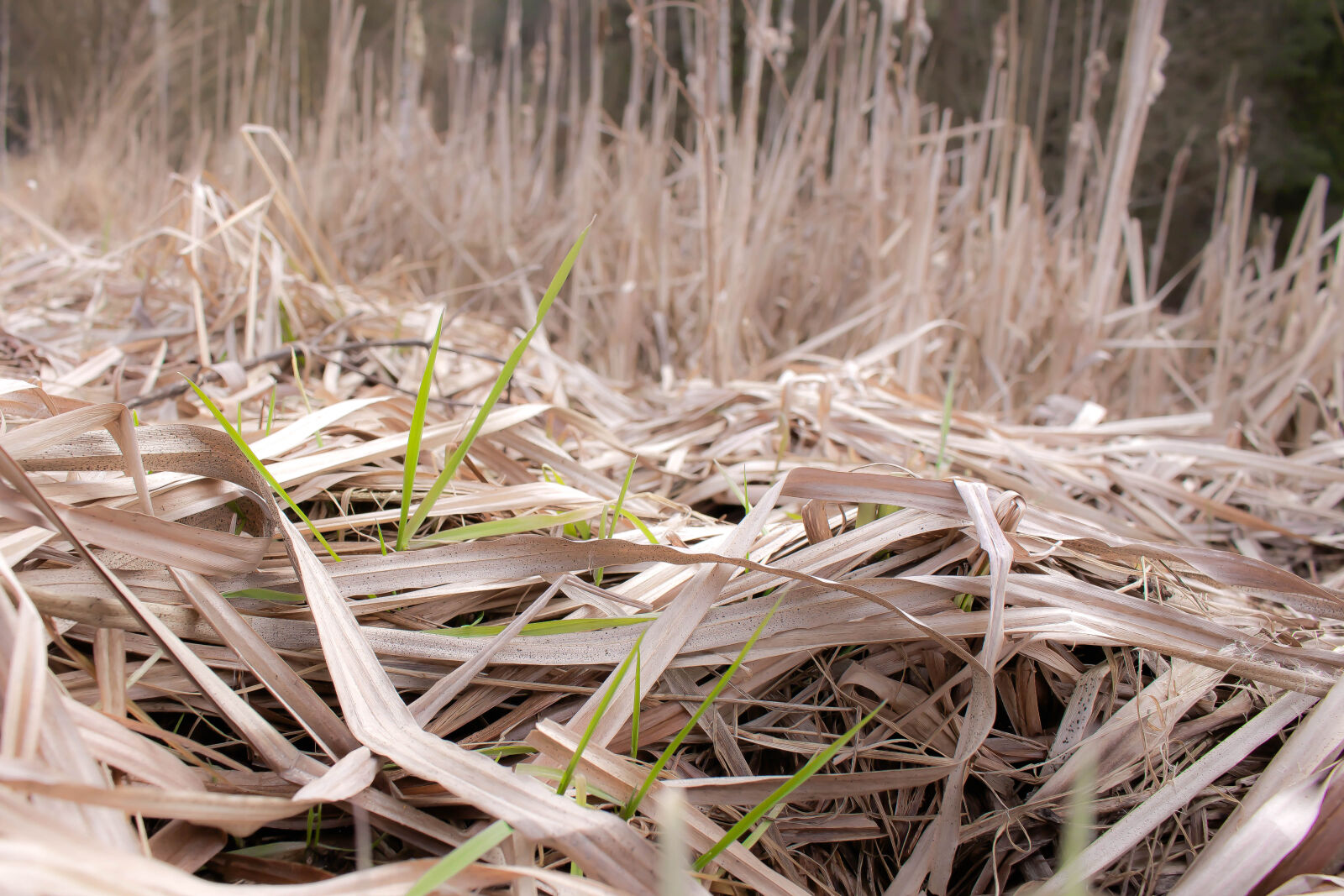 Canon EOS 700D (EOS Rebel T5i / EOS Kiss X7i) sample photo. Blade, of, grass, grass photography