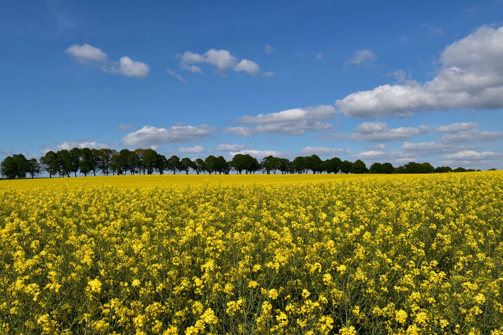 Nikon D5600 sample photo. Field of rapeseeds, oilseed photography