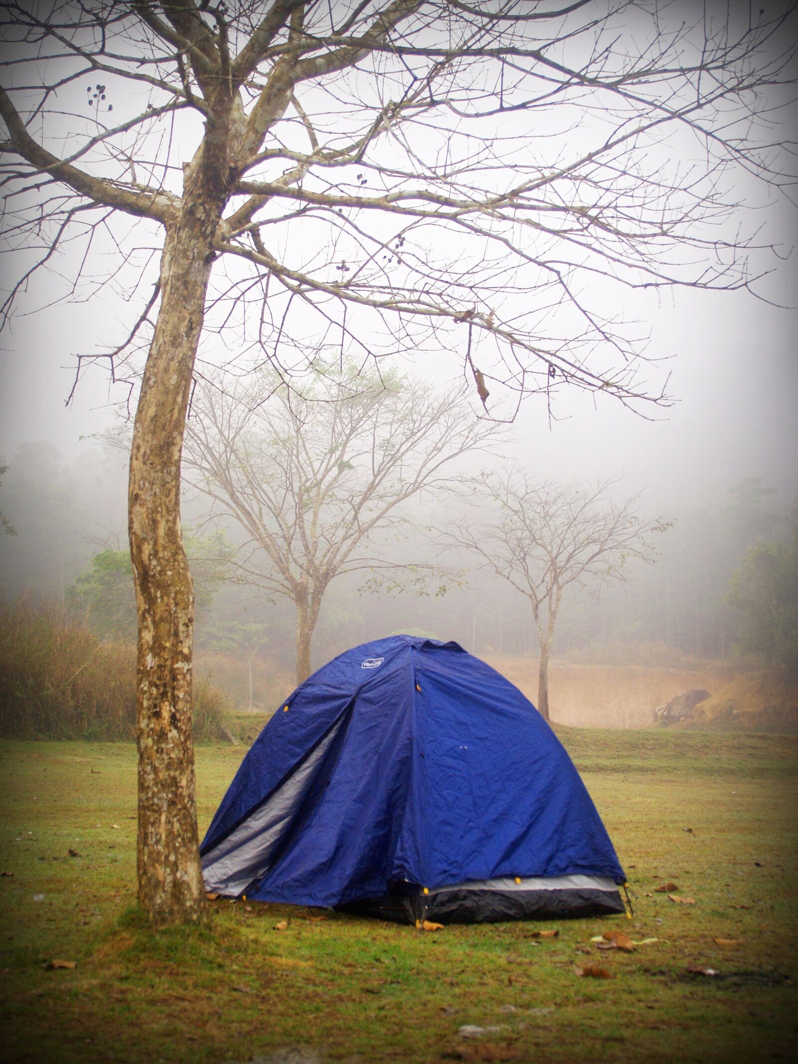 Olympus E-300 (EVOLT E-300) sample photo. Camp, tent, tree photography