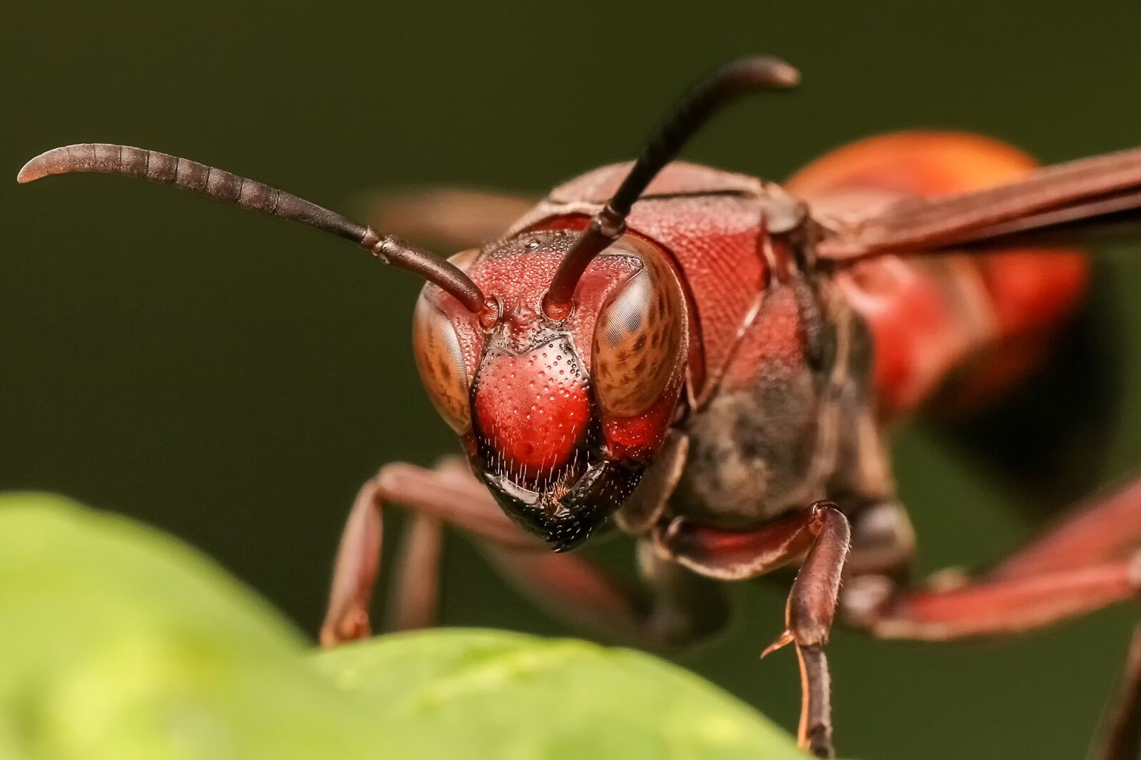 Canon EF 100mm F2.8L Macro IS USM sample photo. Wasp, bee, hornet photography