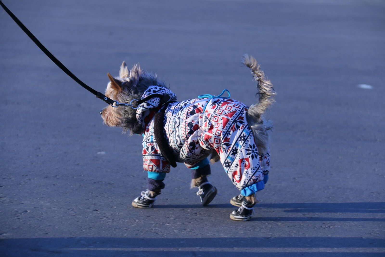 Canon EOS 70D sample photo. Dog, shoes, ride photography