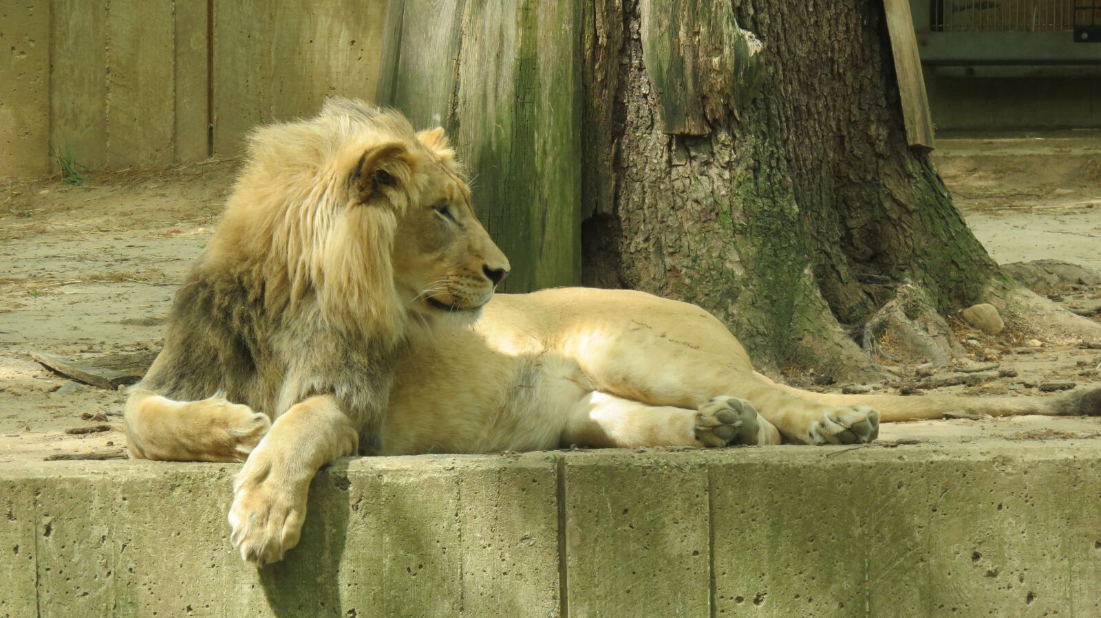 Canon PowerShot SX710 HS sample photo. National zoo, washington, lion photography
