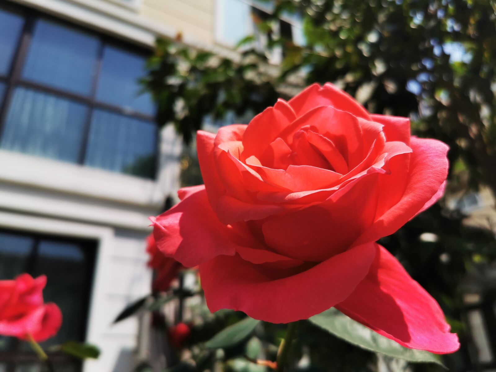 HUAWEI P30 Pro sample photo. Flower, red, roses photography
