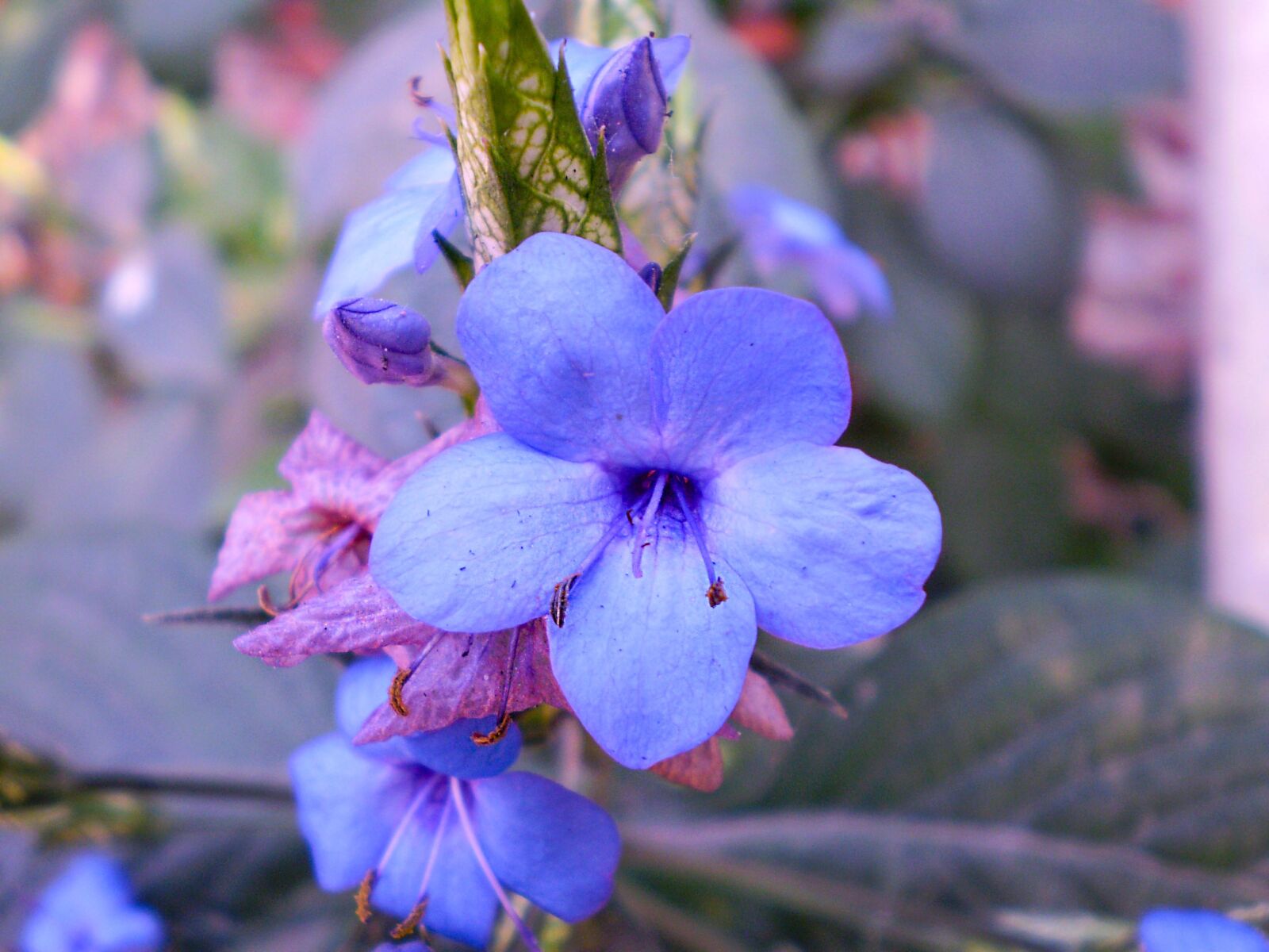Olympus FE210,X775 sample photo. Flower, blue, violet photography