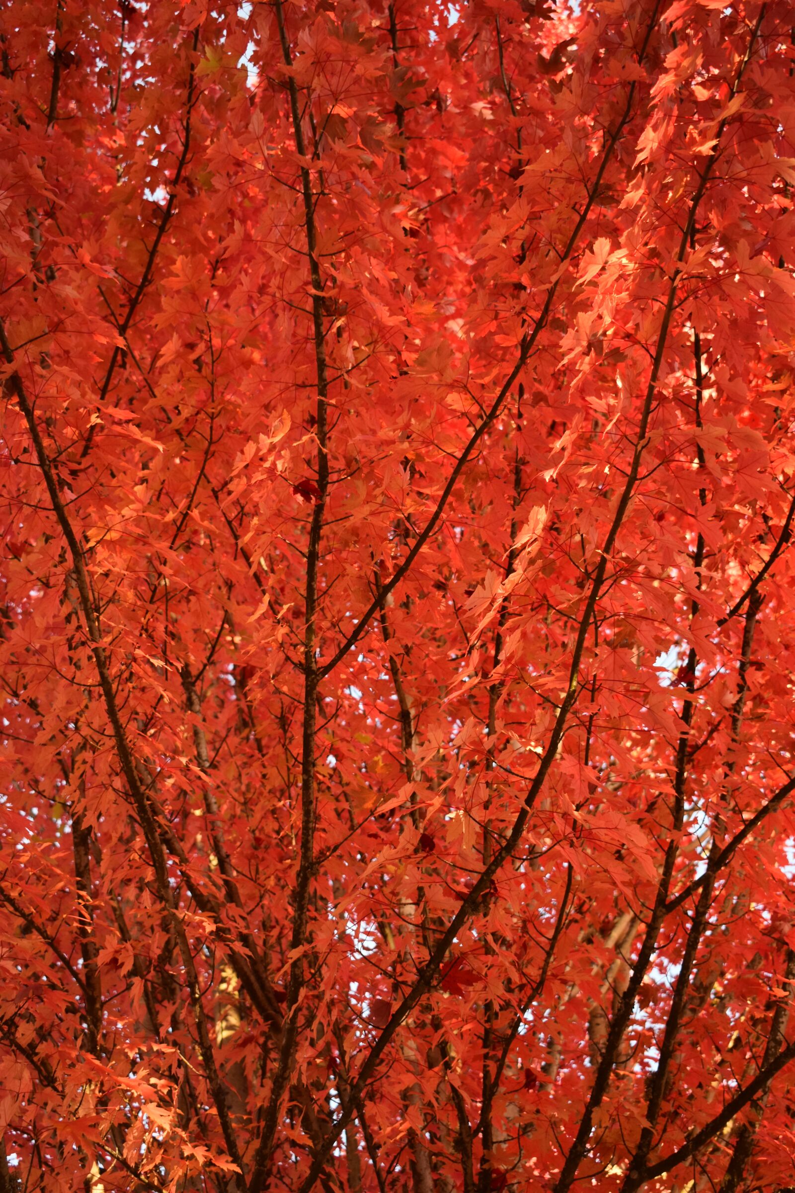 Nikon D3500 sample photo. Fall, trees, red photography