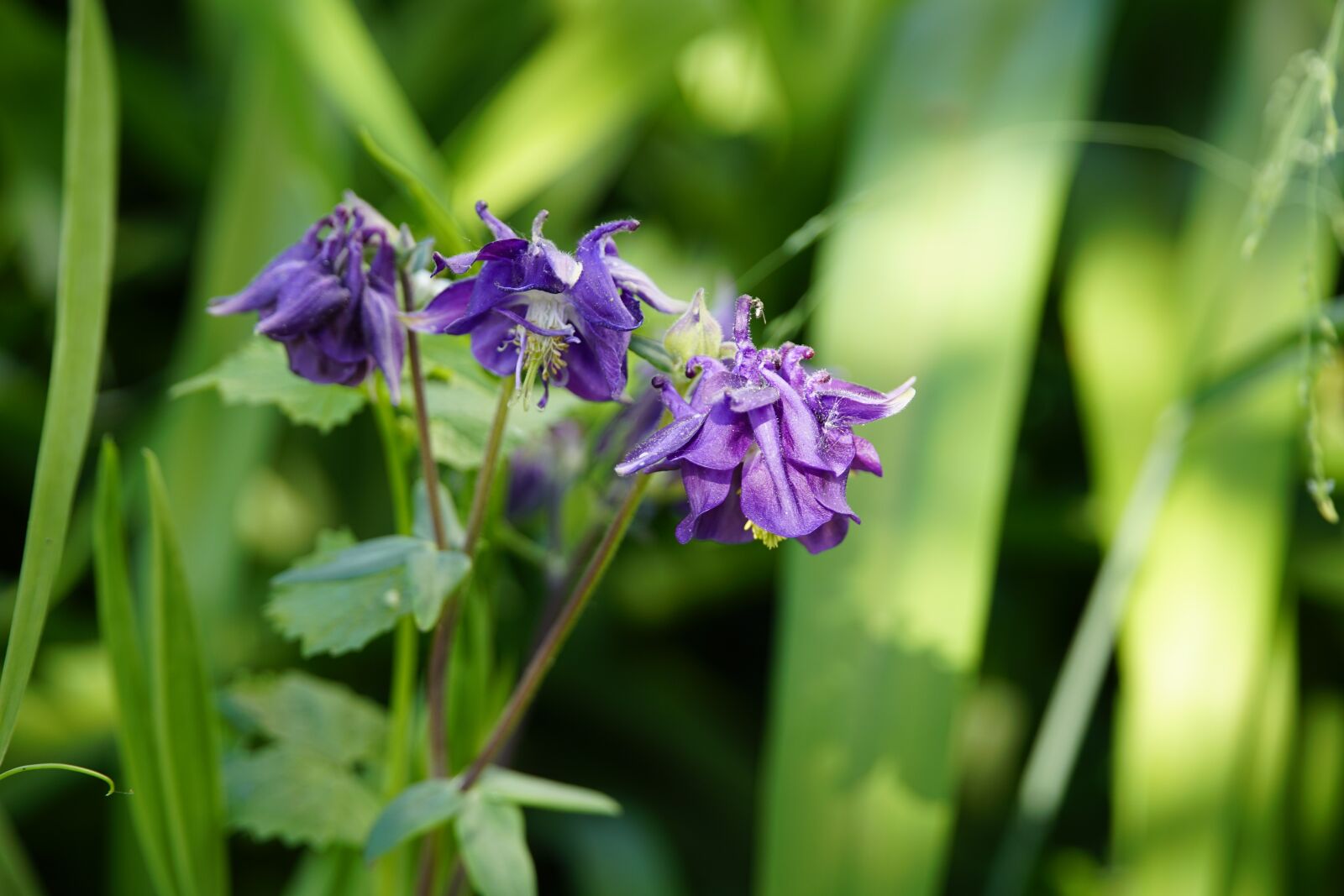 Sony a7R II + Sony E PZ 18-105mm F4 G OSS sample photo. Akelei, blue, columbine photography