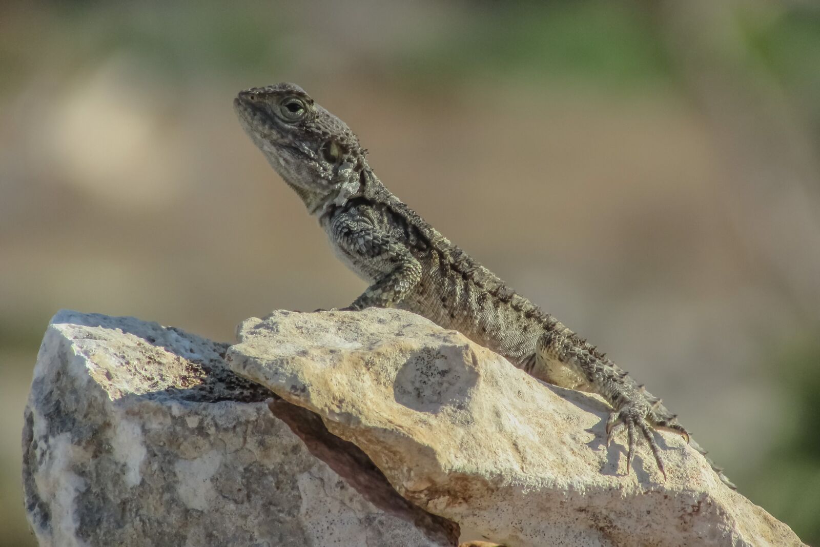 Canon PowerShot SX400 IS sample photo. Lizard, kurkutas, reptile photography