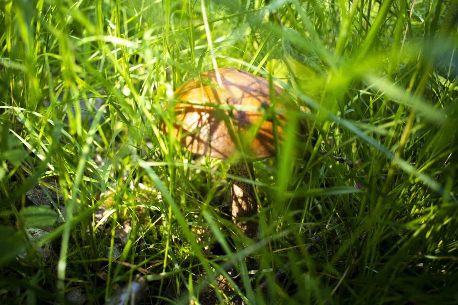 Nikon D3500 sample photo. Mushroom, grass, forest photography