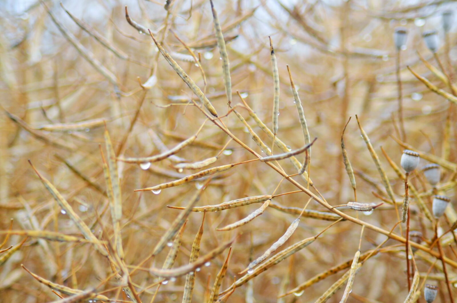 Nikon D5100 sample photo. Rapeseed, cereals, wheat fields photography