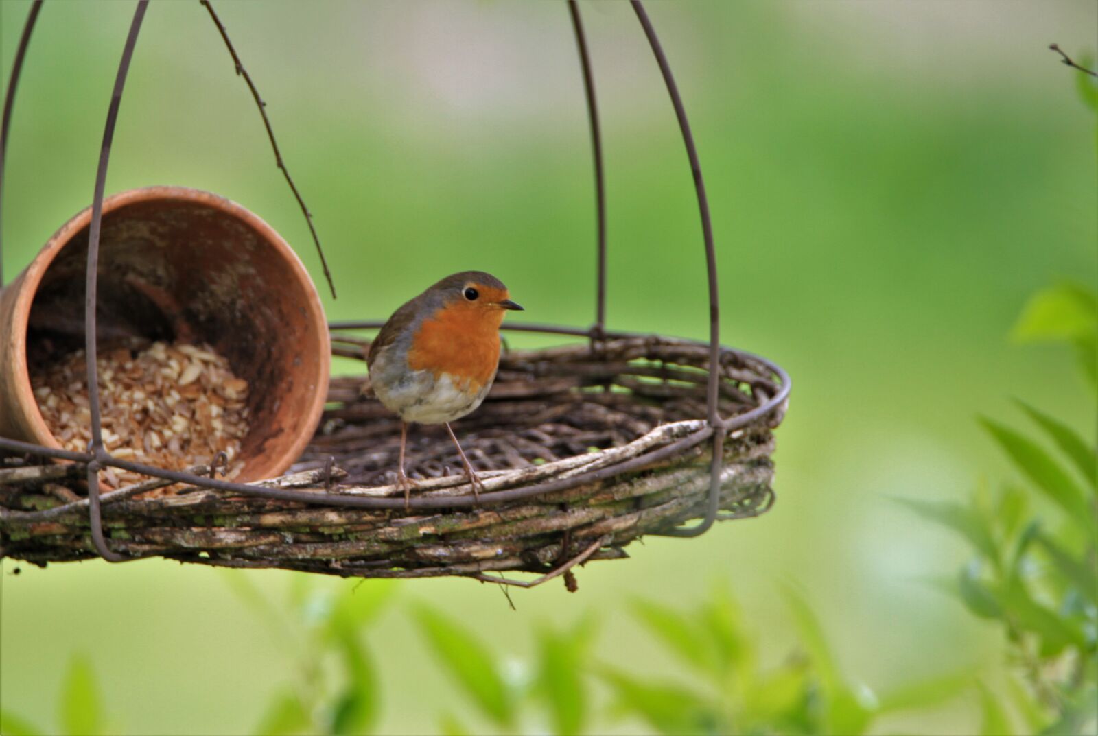 Tamron SP 150-600mm F5-6.3 Di VC USD sample photo. Robin, bird, songbird photography
