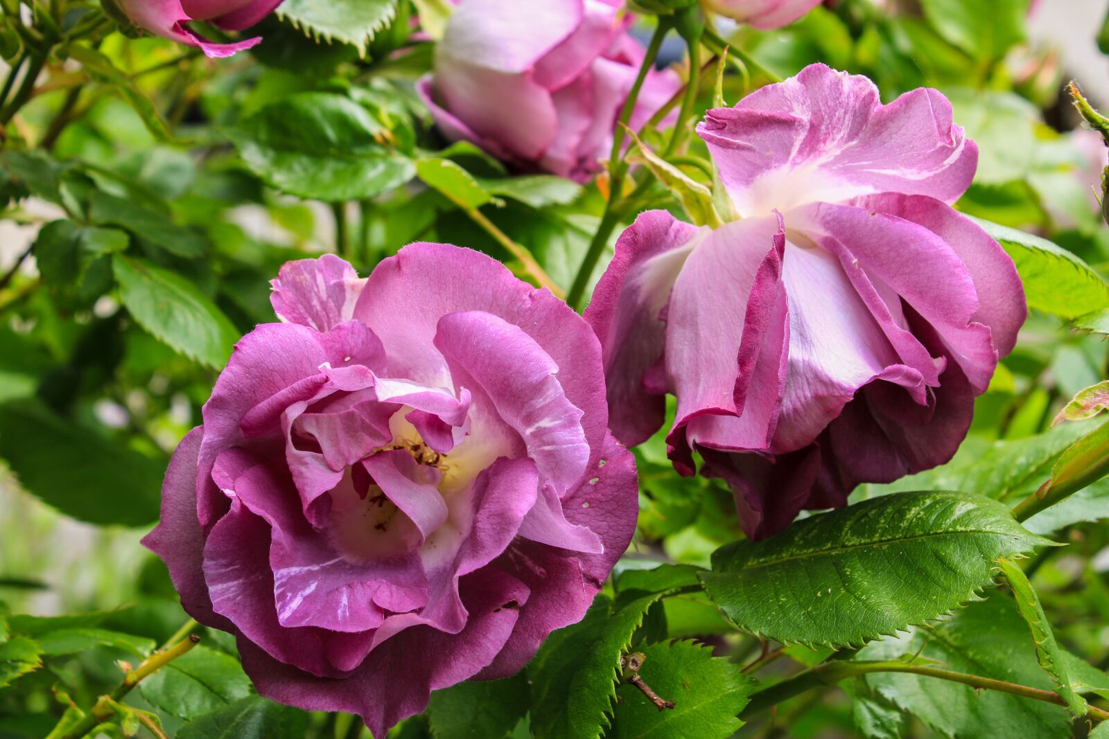 Canon EOS 2000D (EOS Rebel T7 / EOS Kiss X90 / EOS 1500D) sample photo. Rose, nature, petals photography