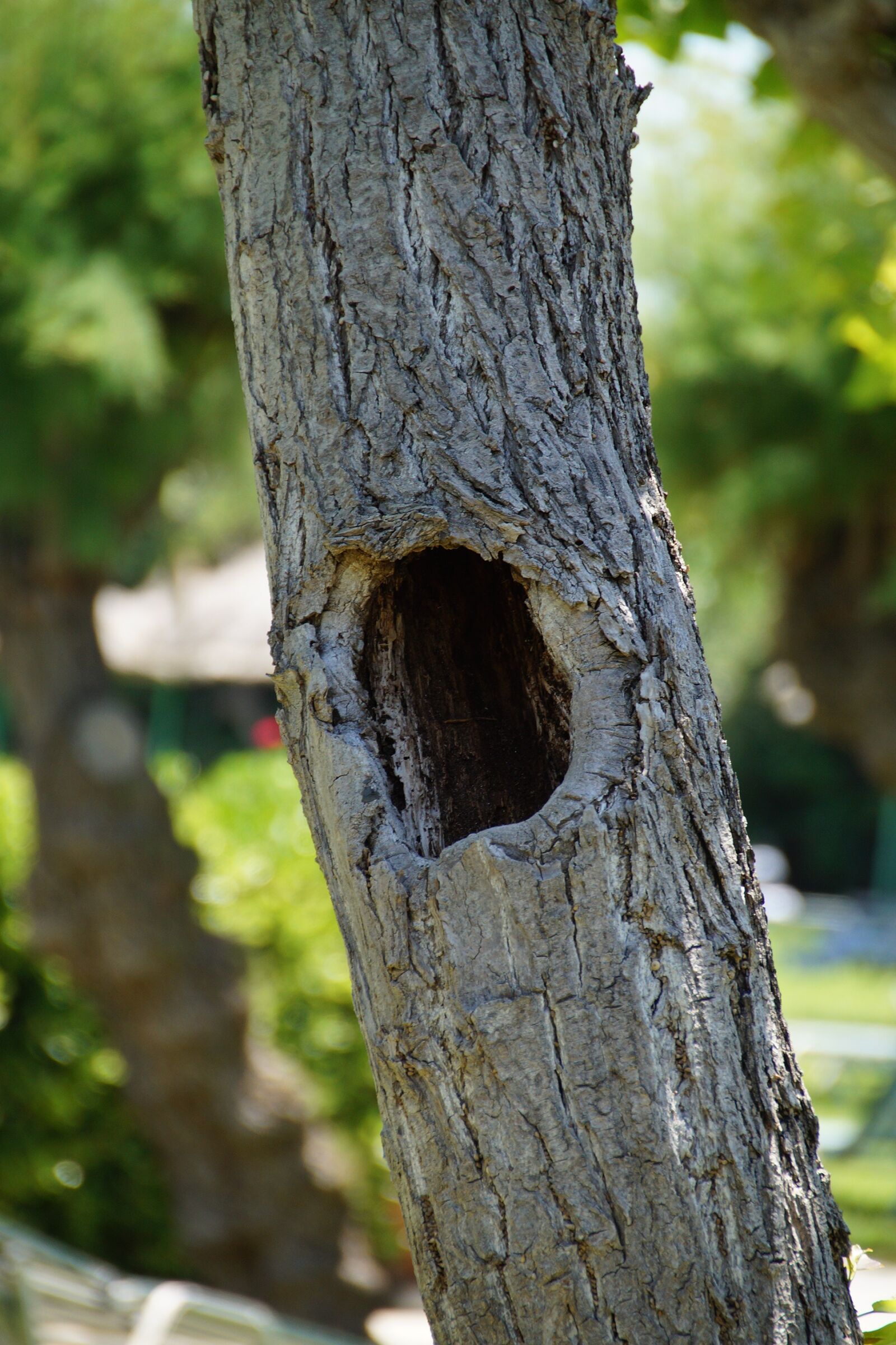 Sony SLT-A58 sample photo. Tree, strain, trunk photography
