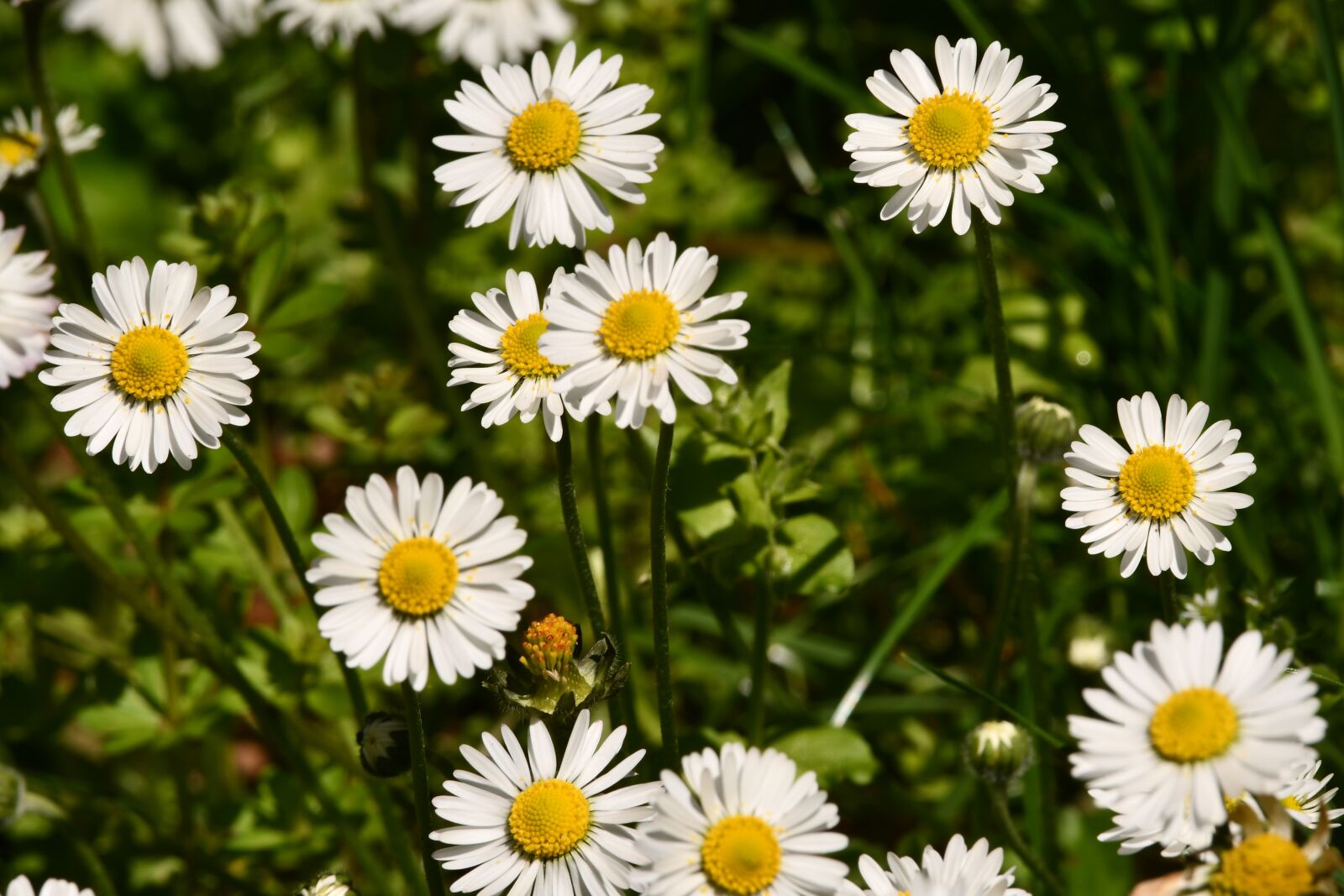Nikon D7500 sample photo. Flowers, daisies, prato photography